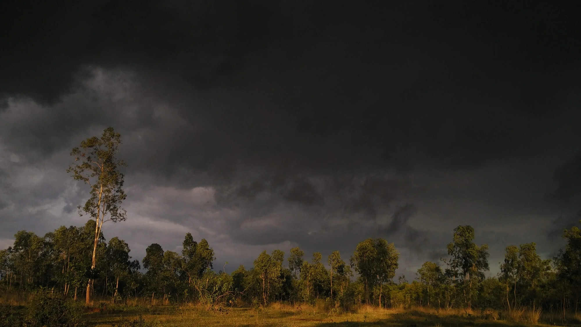 Photo of a forest with dark clouds over it.