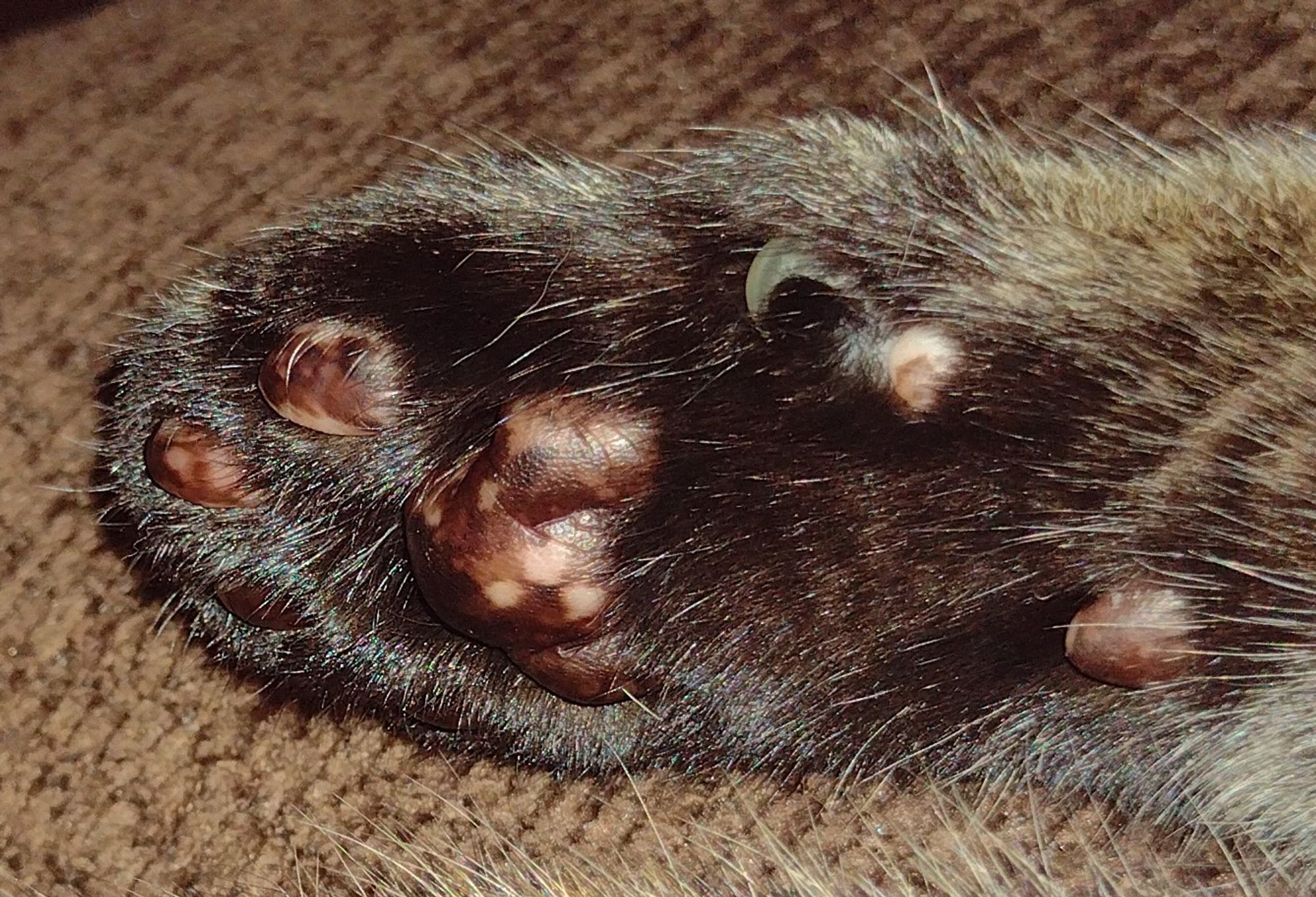 Torbie cat's speckled toebeans. The central toebean has three pink specks in a triangle.