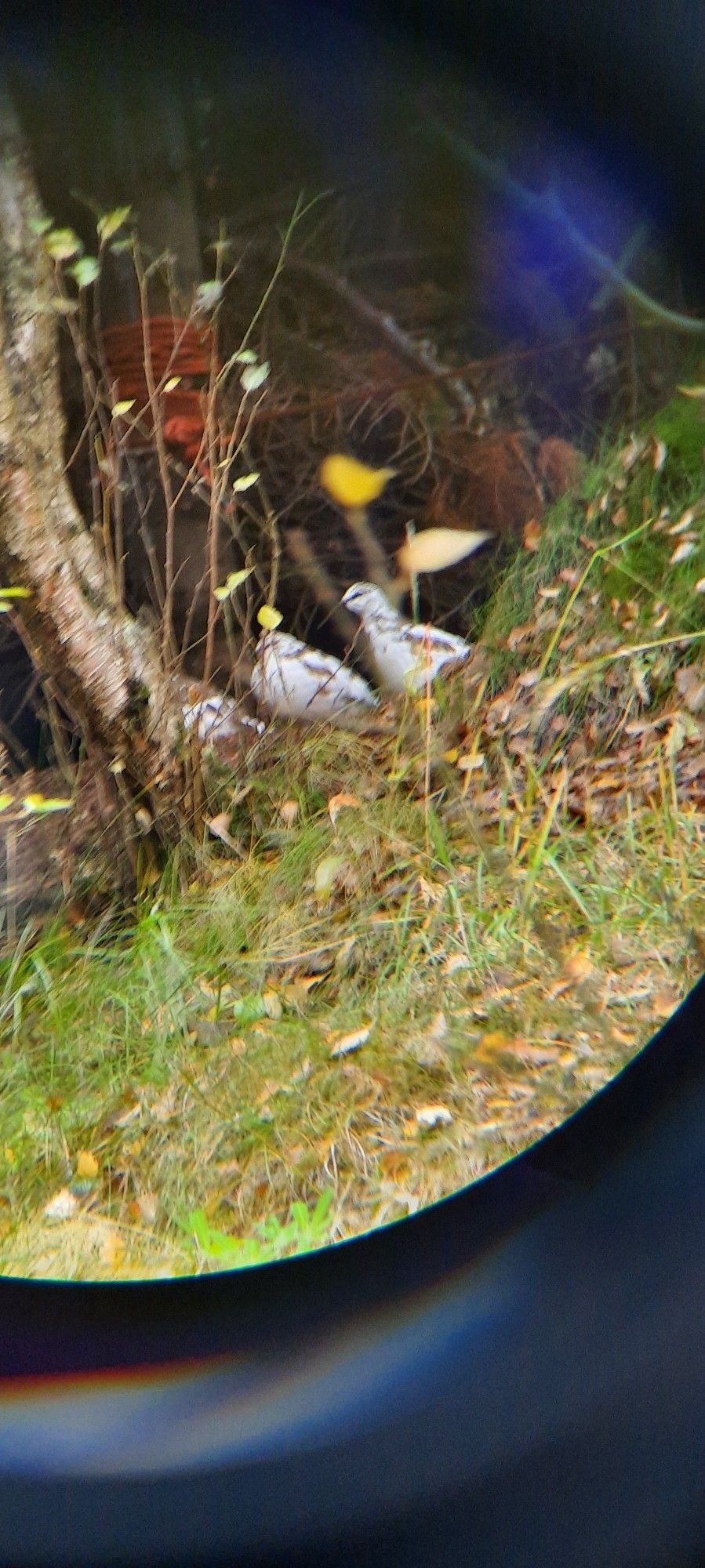 Des lagopèdes alpins (gros oiseaux blancs tachetés de brun) pris sur un chemin forestier à travers des jumelles. La qualité est absolument atroce