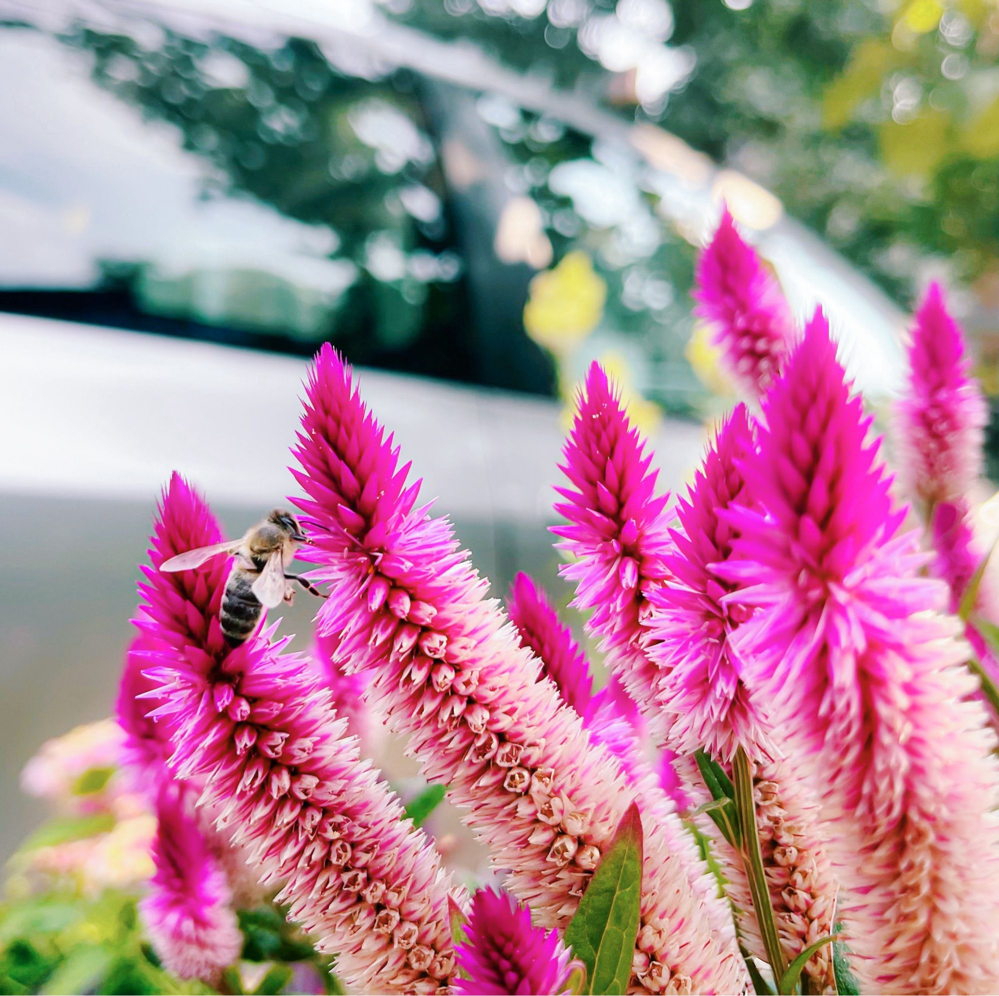 A bee and some pink flowers