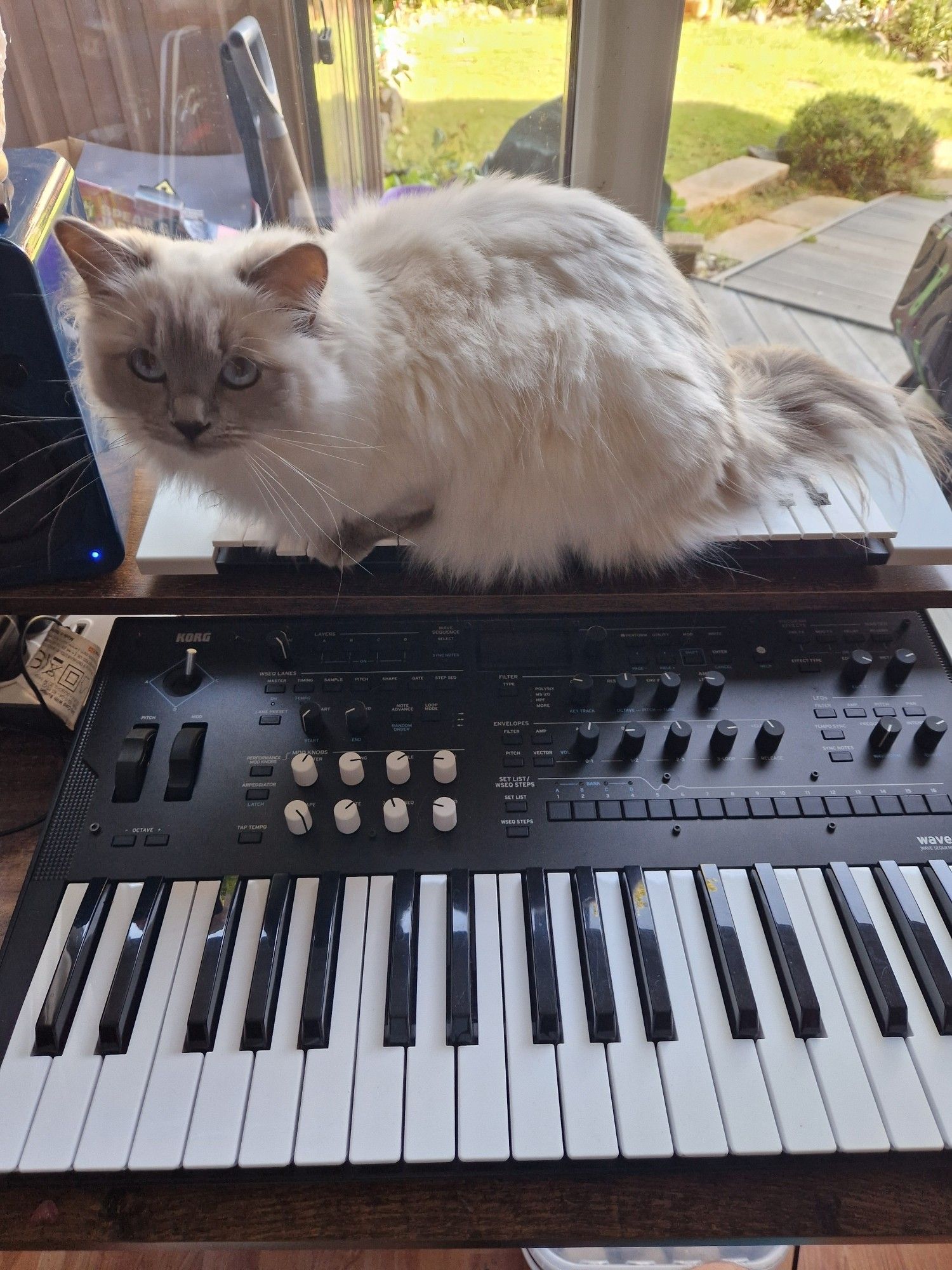 A white ragdoll cat on a synthesizer