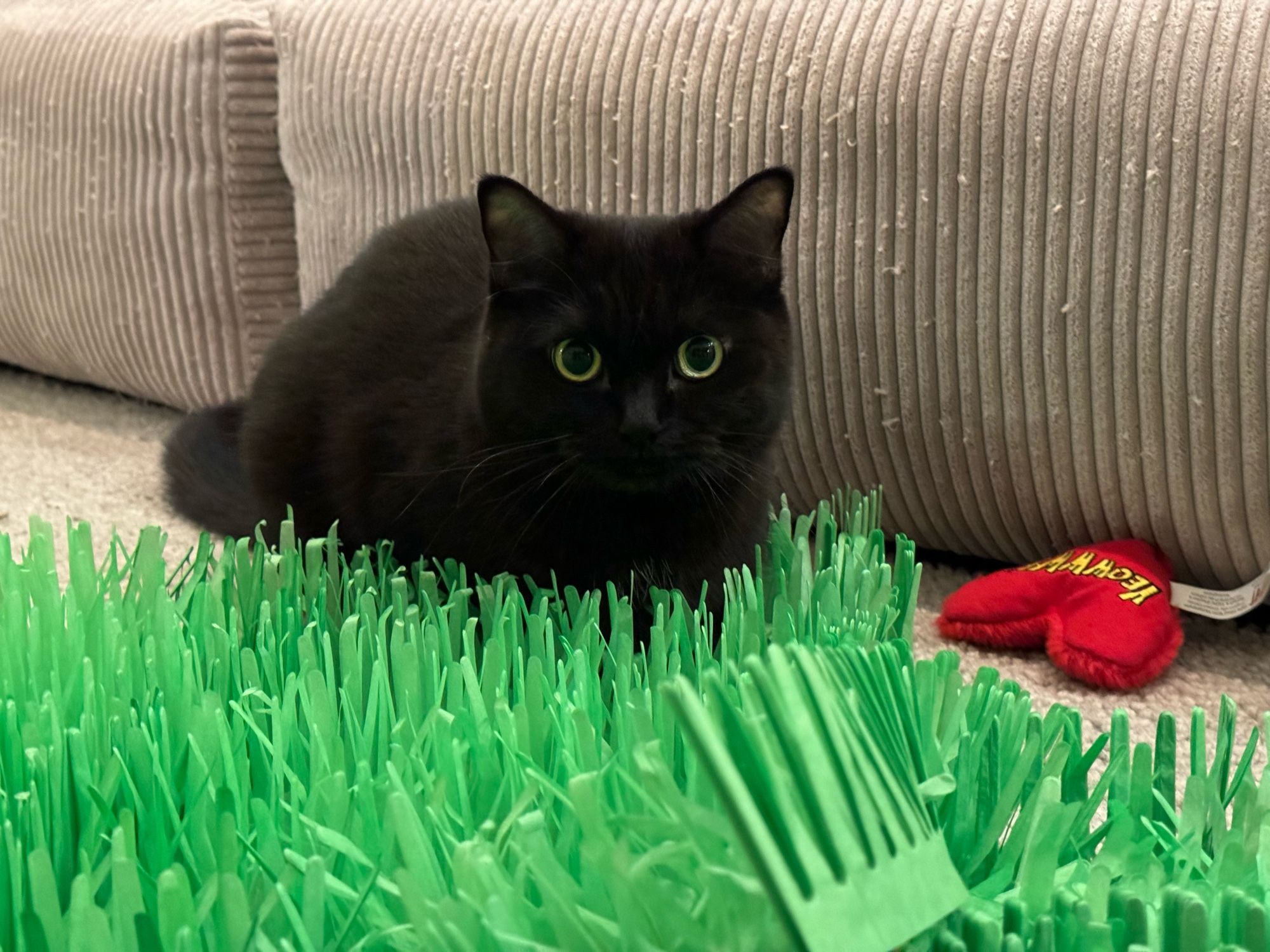 A small black cat sitting on a patch of fake grass