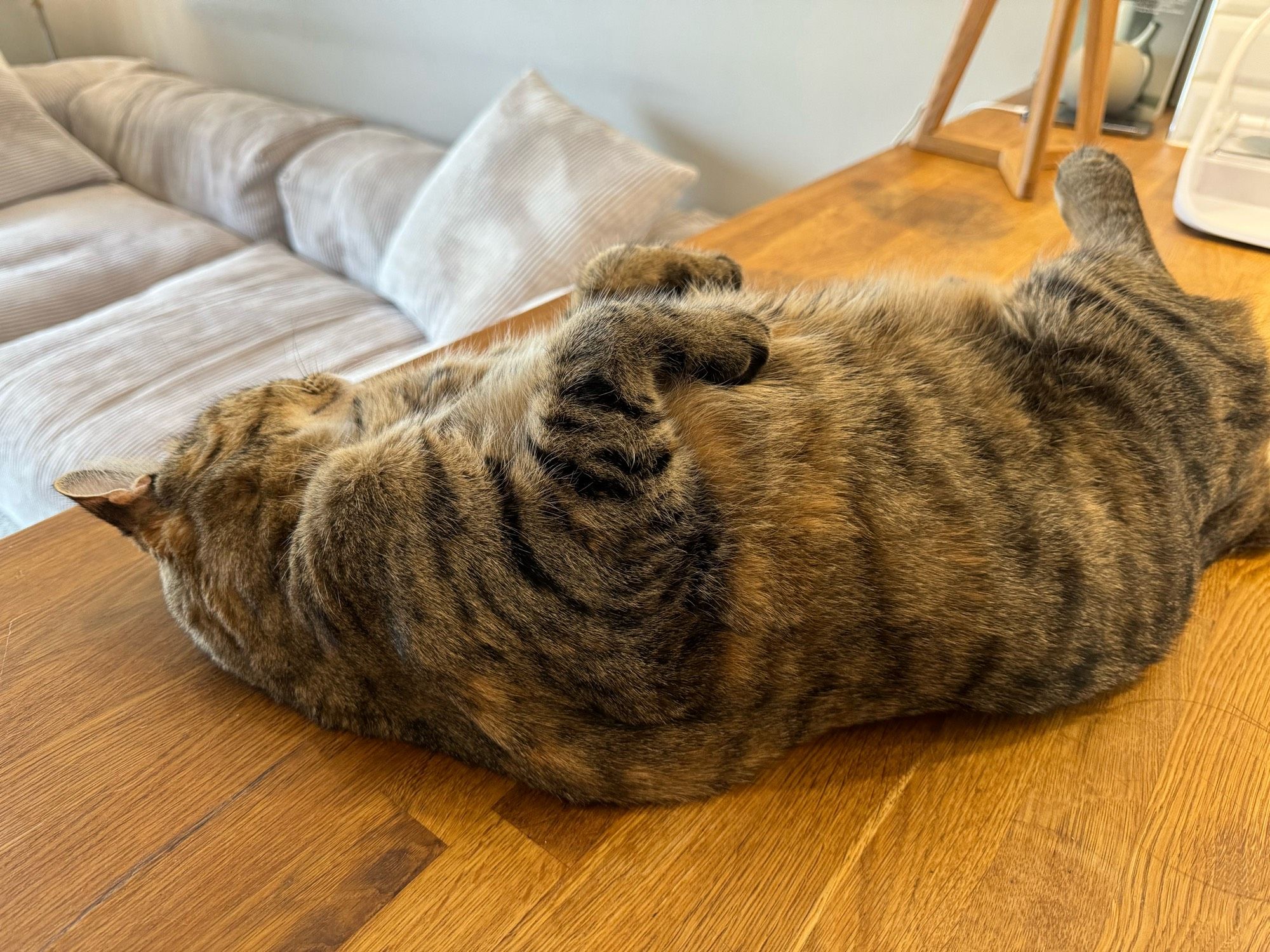 Sophie the cat sleeping on the breakfast bar counter