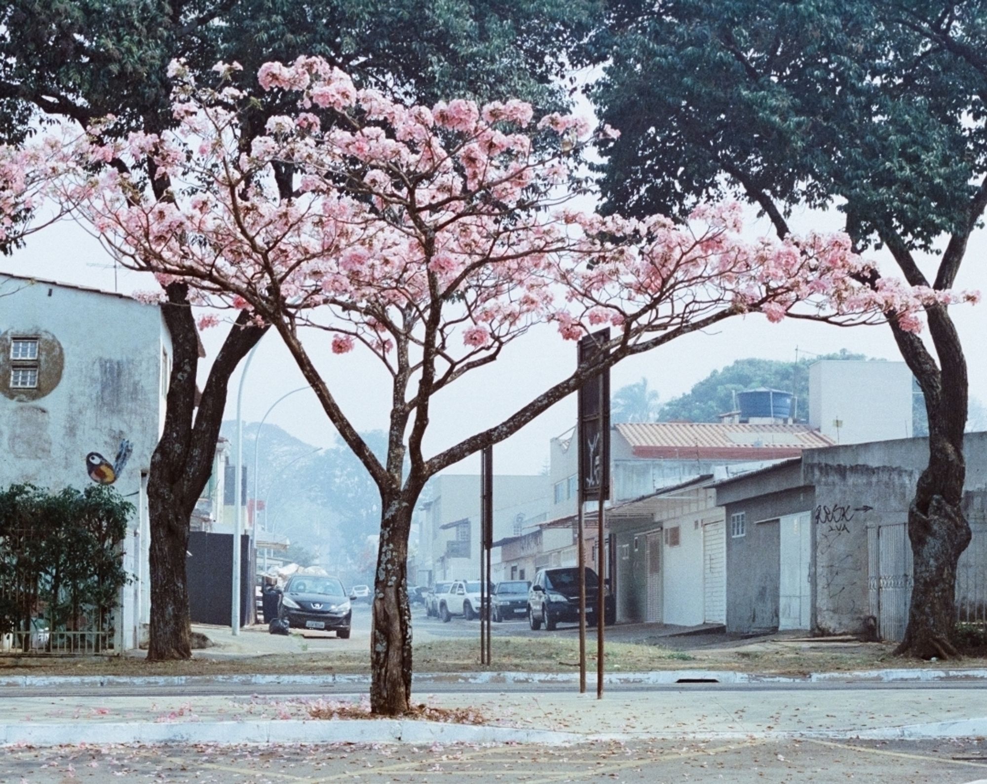 Ipê rosa em floração com, ao fundo, uma rua esbranquiçada com névoa de fumaça.