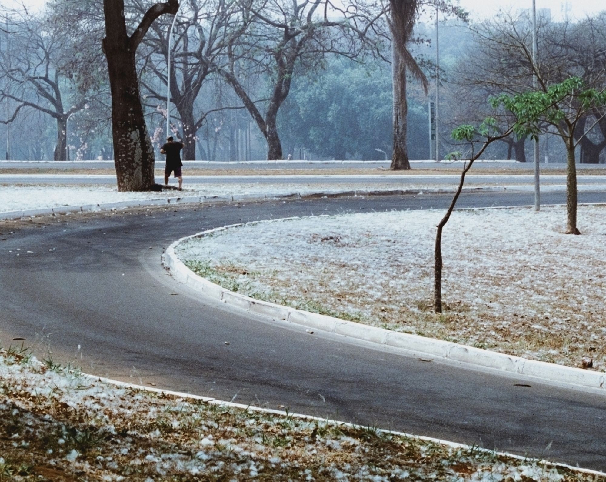 Paisagem urbana com uma rua em curva, gramado esbranquiçado pelas fibras deixadas por uma paineira, e, ao fundo, esbranquiçado pela fumaça. Há um homem, quase em silhueta, mais ao fundo, próximo a essa árvore.