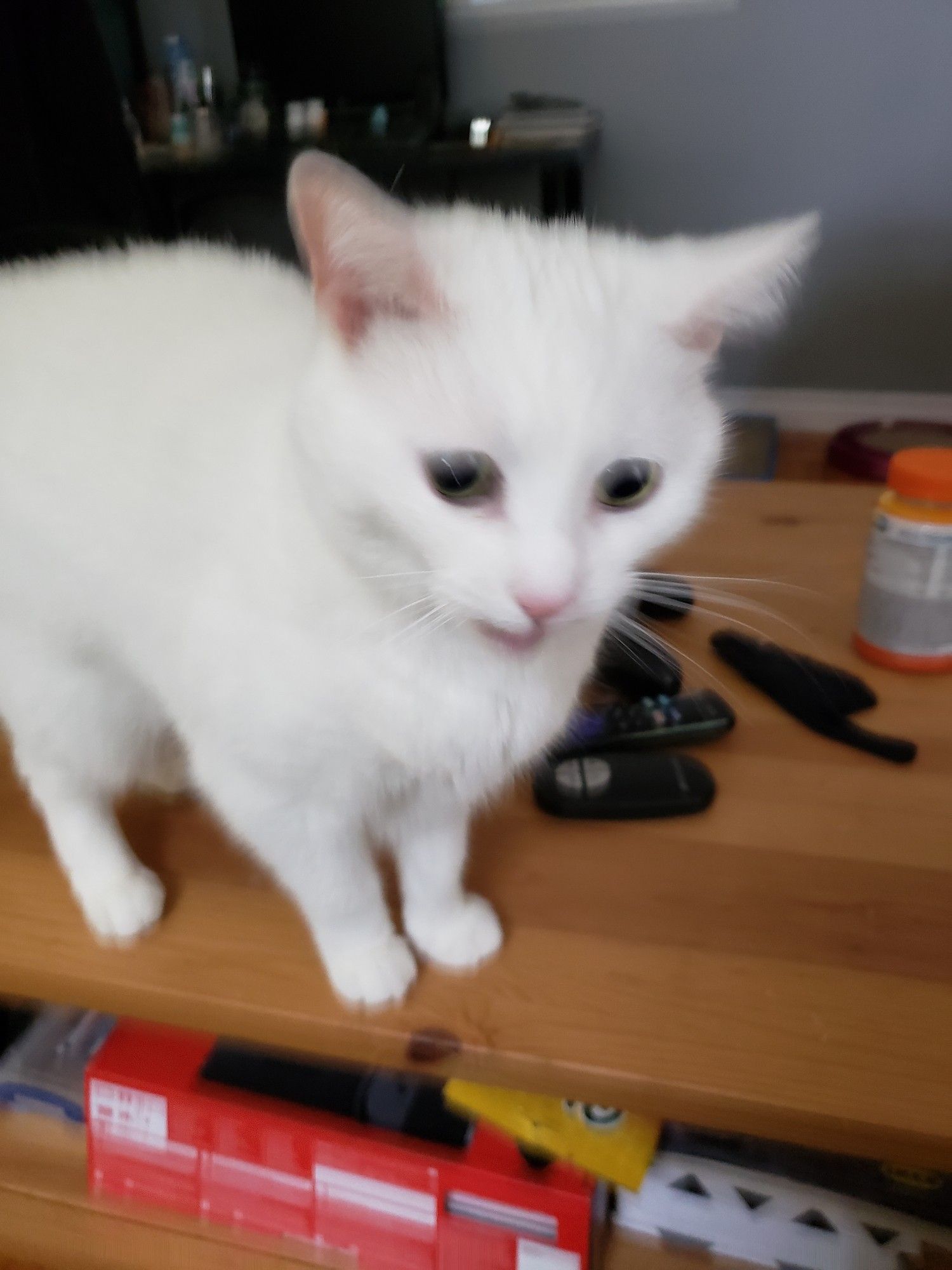 A blurry picture of a white cat standing on a cluttered coffee table, mid-meow