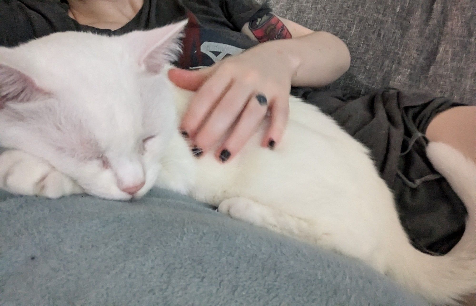 A white cat sleeping on a blue and grey couch with her person behind her.