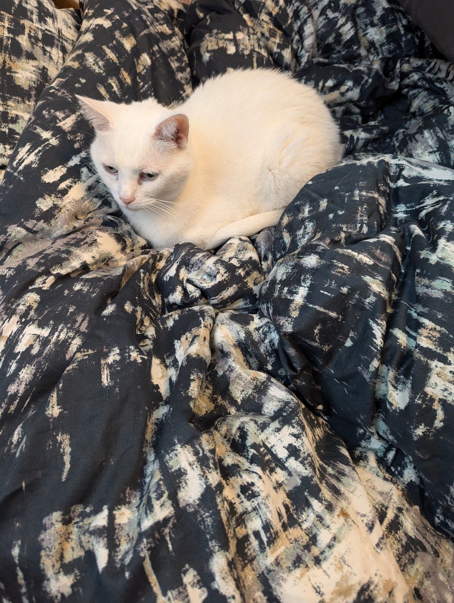 A white cat sitting in "loaf" shape on a blue and white blanket.