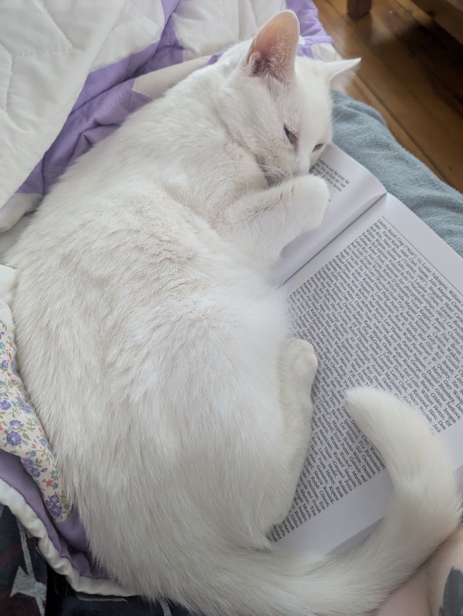 A white cat lying in "croissant shape" on an open book.