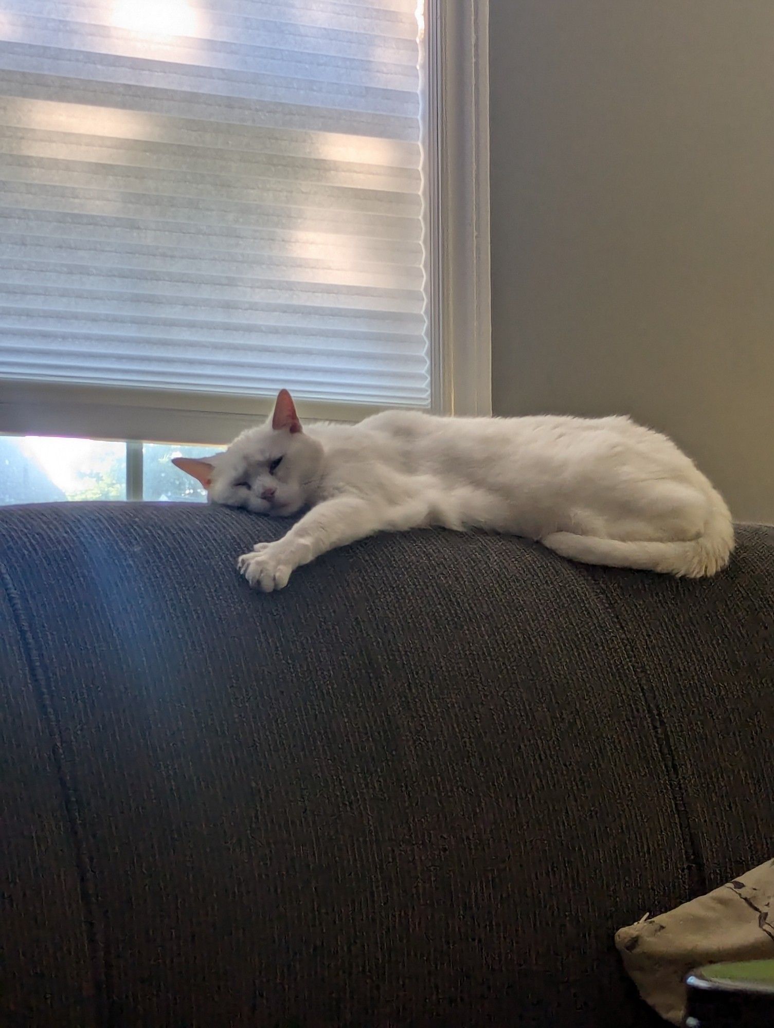 A white cat sleeping on the back of a green couch  with one paw sticking way out