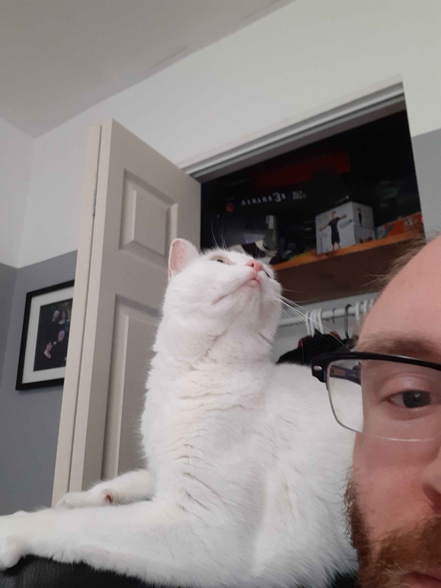 A bearded man with glasses with a white cat on the back of his office chair