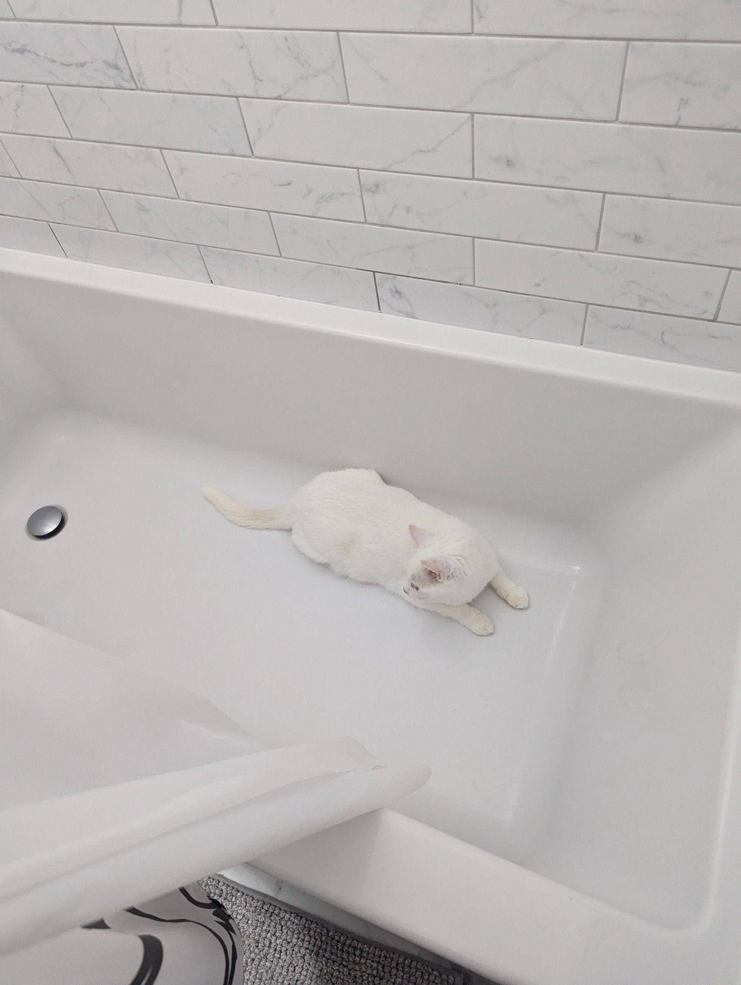 A white cat lying in a white bathtub