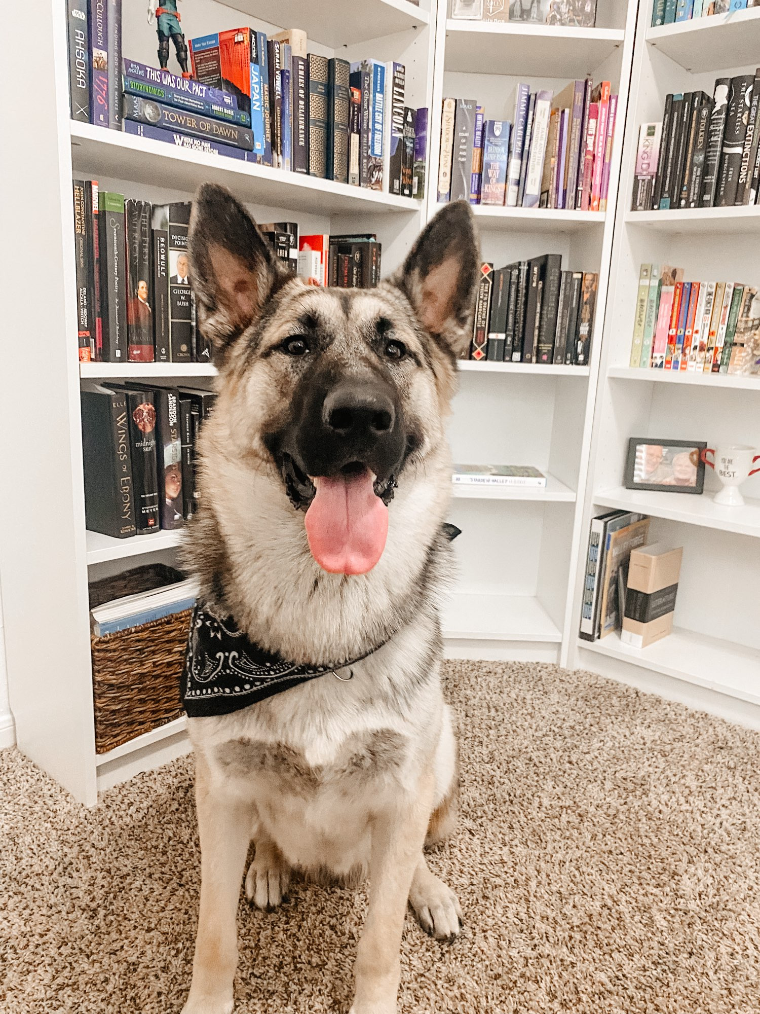 German shepherd with a black bandana sitting in front of a bookshelf 