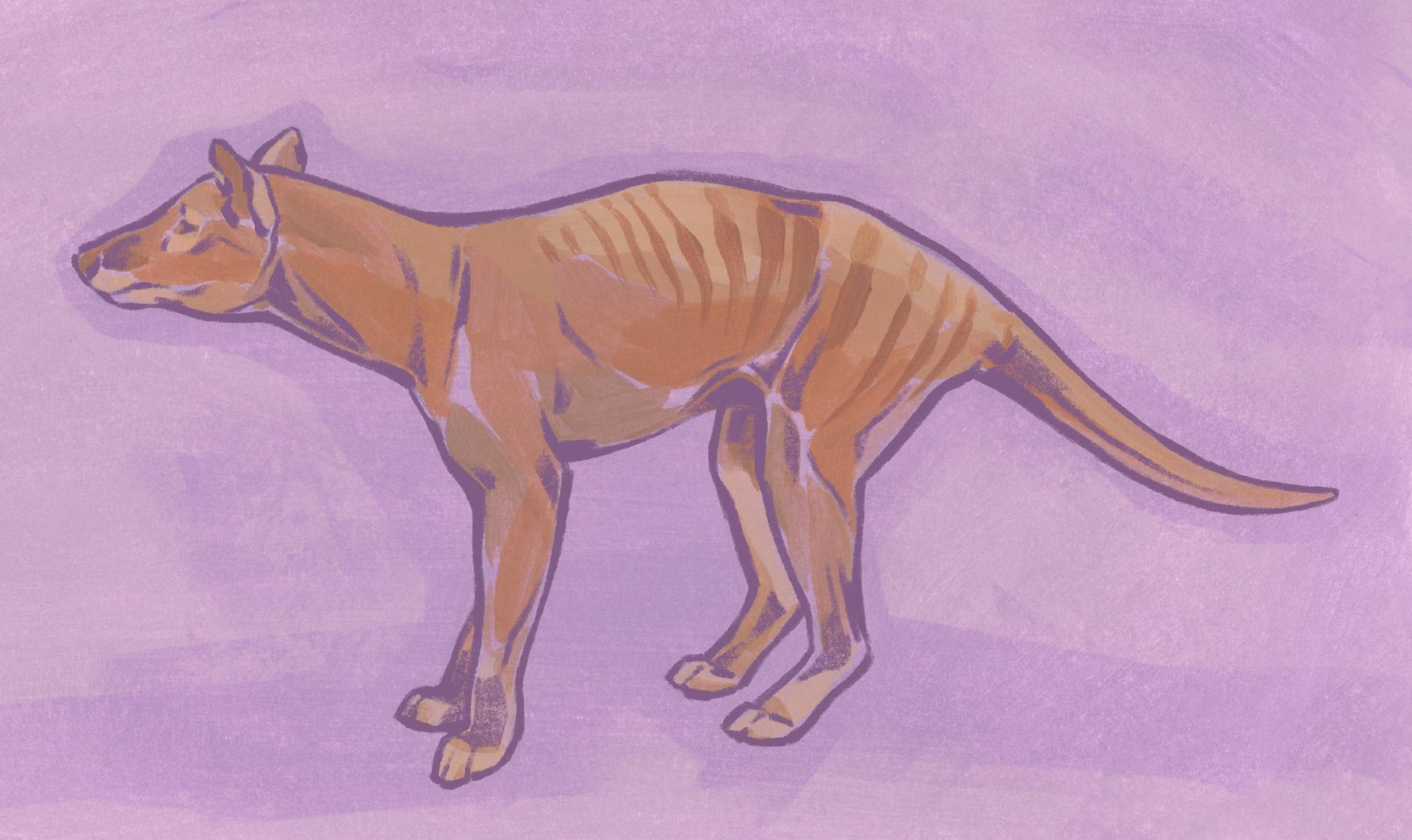 An illustration of a thylacine, also called a Tasmanian tiger or Tasmanian wolf. The animal faces to the left. The drawing uses soft colours; purple for the background and browns for the animal. The style is sketchy and loose.