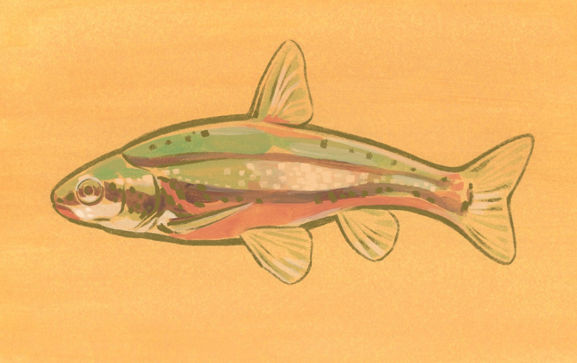 An illustration of a laurel dace fish. The painted sketch is done on a textured yellow background, which shows through parts of the fish. The fish itself faces to the left, painted in colours that resemble the colours of the fish in life - in stripes of green, dark brown, white, and red.