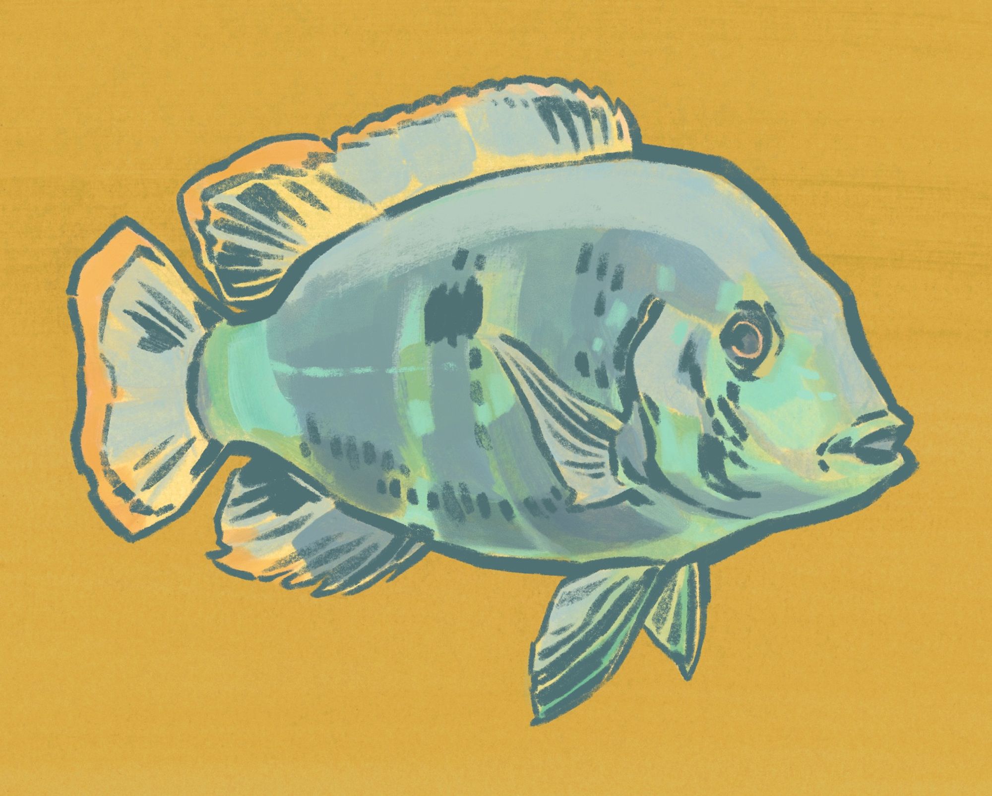 An illustration of a female green terror cichlid. The fish is shown in a three-quarter view, facing to the right. The colours are interpretive - a yellow-green background and pastel greens, yellows, and blues for the body of the fish.