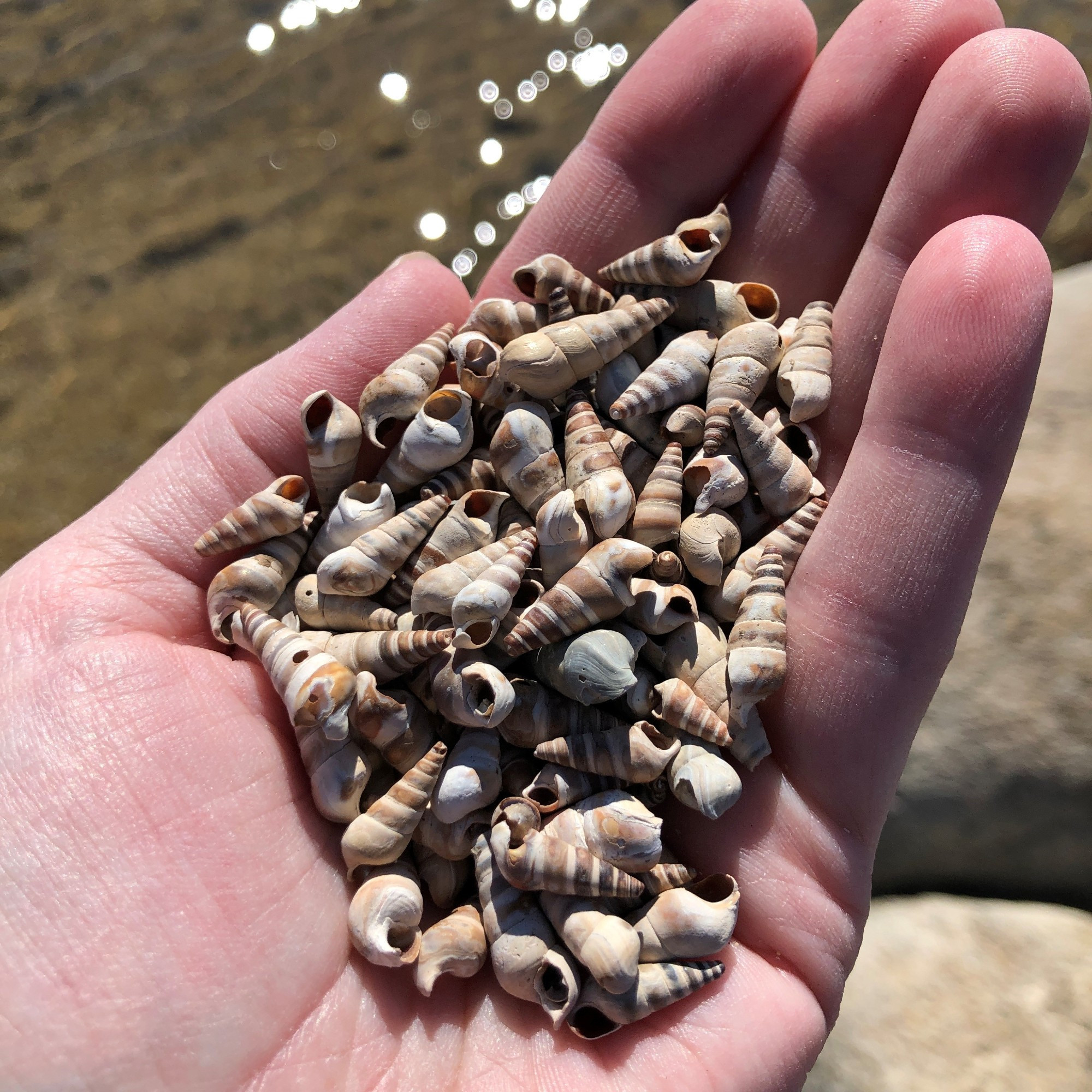 A hand holding several dozen tiny spiral shells. Lake in the background.