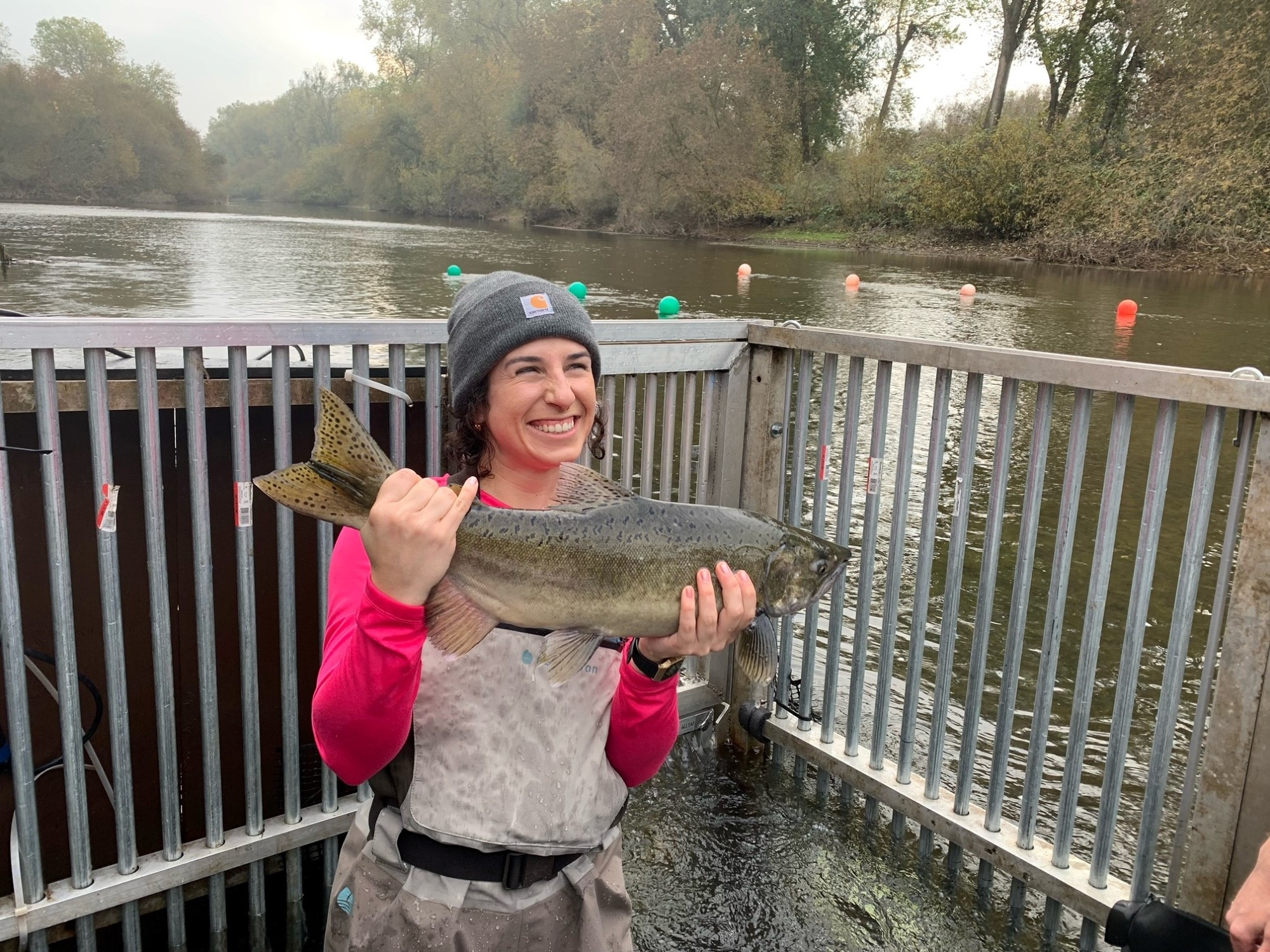 Here, Lauren (a relatively light-skinned Cuban woman with dark curly hair) is in a bright pink long-sleeve t-shirt and beige waders with a grey Carhartt beanie. She is standing in the middle of a weir box in a river holding a large Chinook salmon (?) with a massive smile on her face.