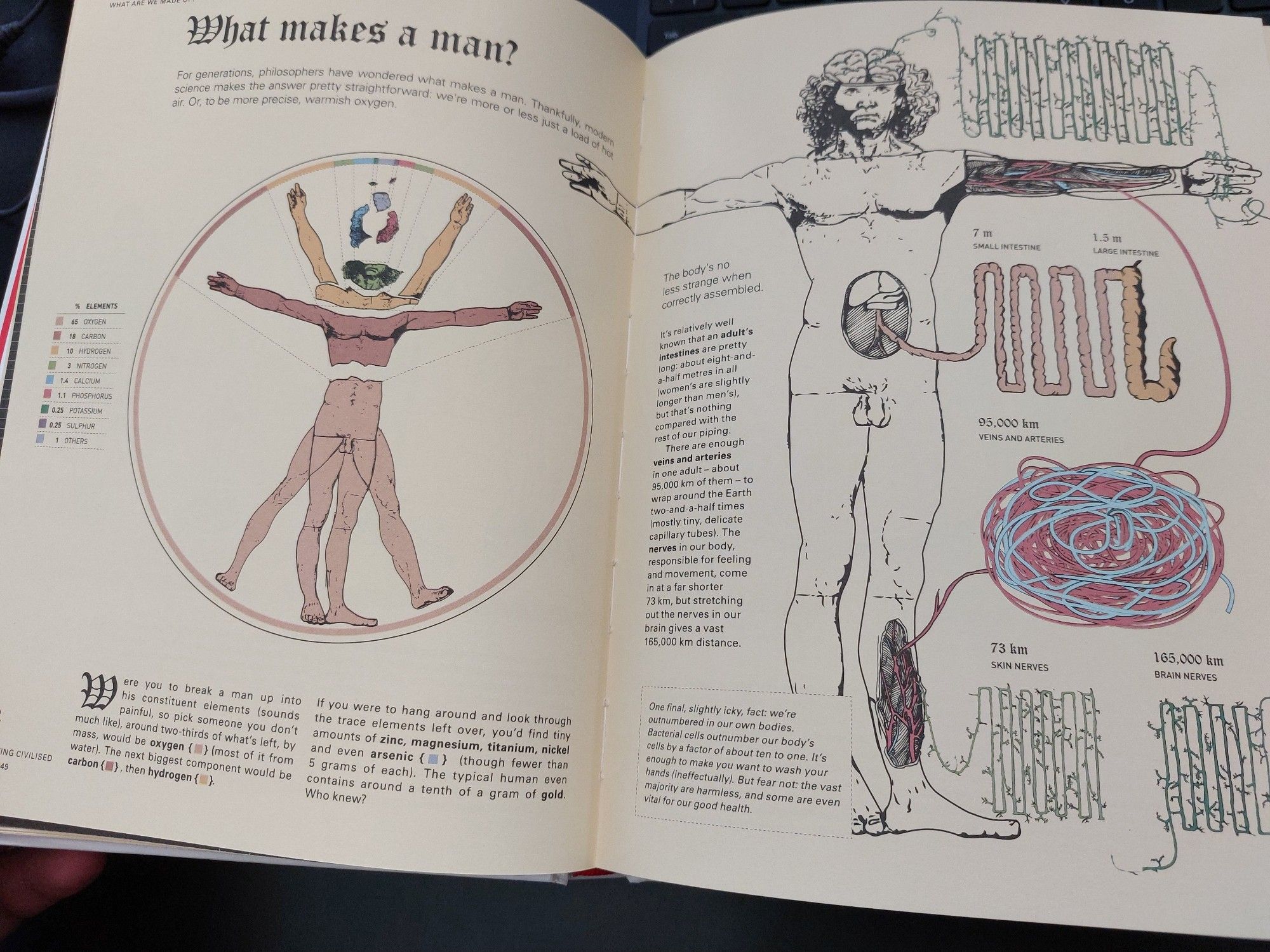 Diagram showing lengths of various organs of the body, when strung out.