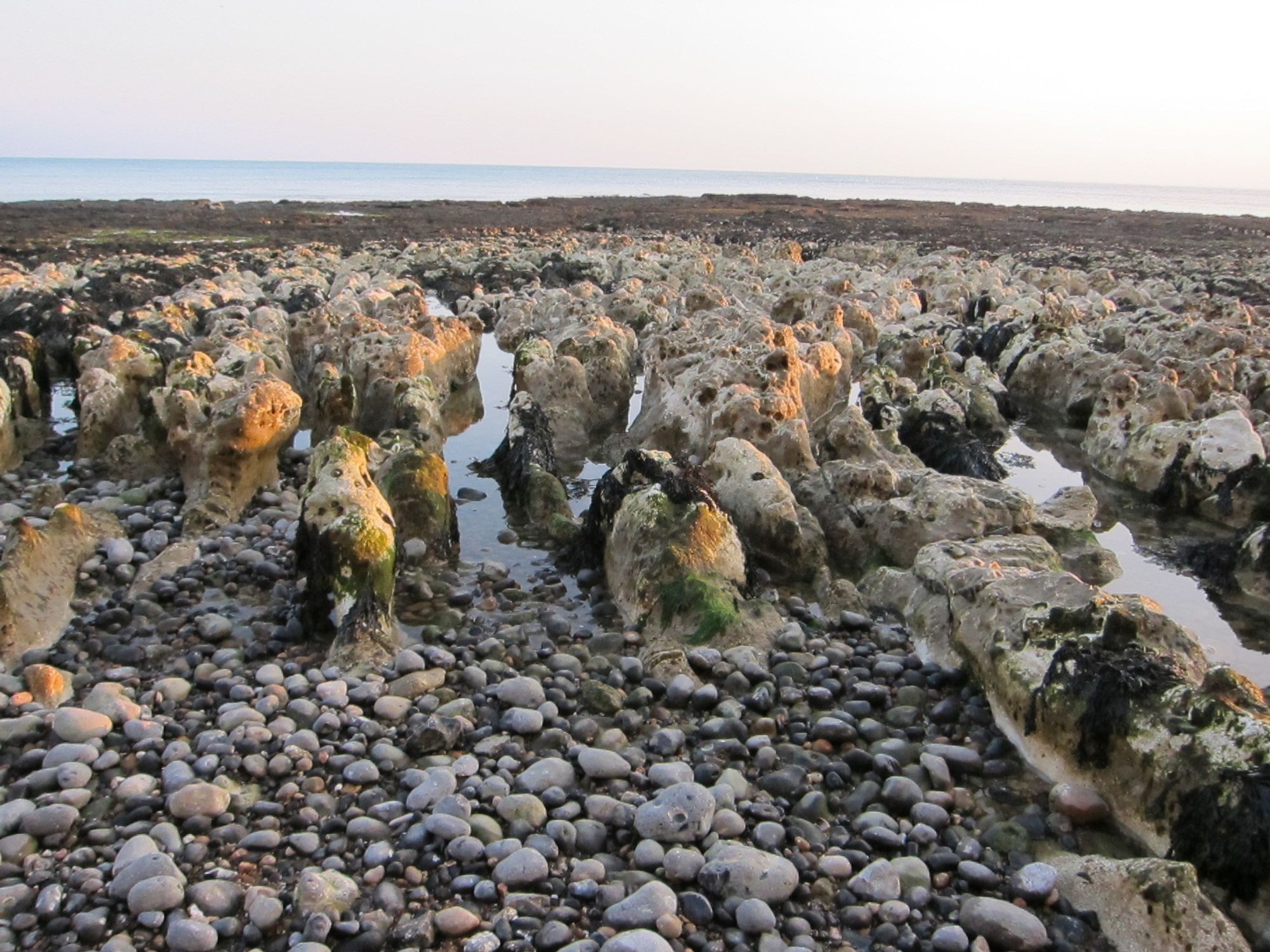 Photo on the Sussex beach at low tide, showing the rocky shingle in the foreground, and eroded chalk stalks in the middle distance. They look almost like tiny seaweed covered statues. Seawater is in some of the gullies. It looks like an alien landscape, but it's just the foreshore.