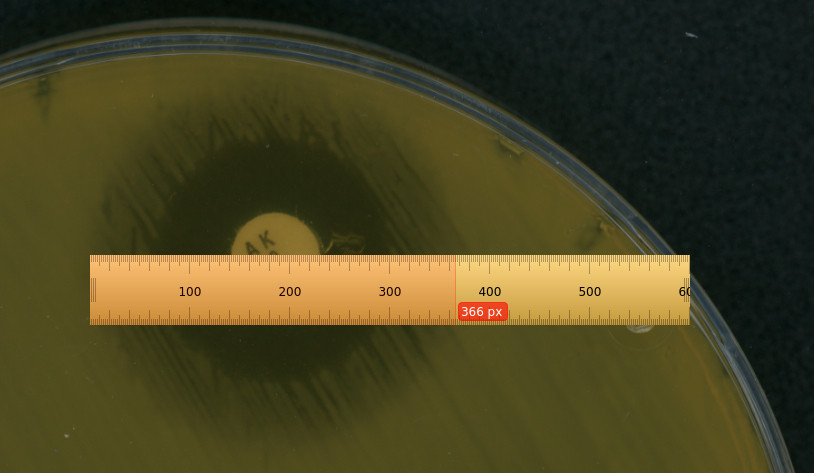 A screenshot of a digital ruler measuring the zone of inhibition on a petri dish with a disc diffusion assay