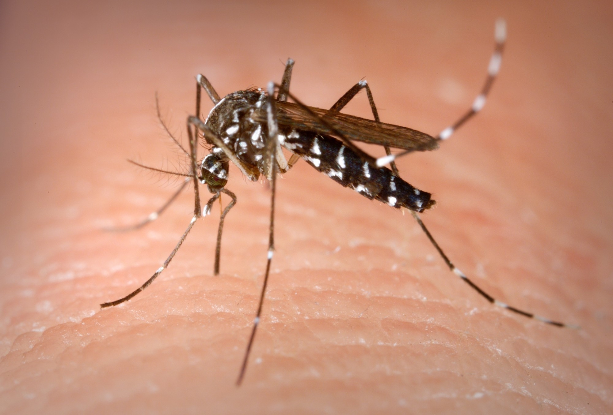 A photo of a tiger mosquito (Aedes albopticus)