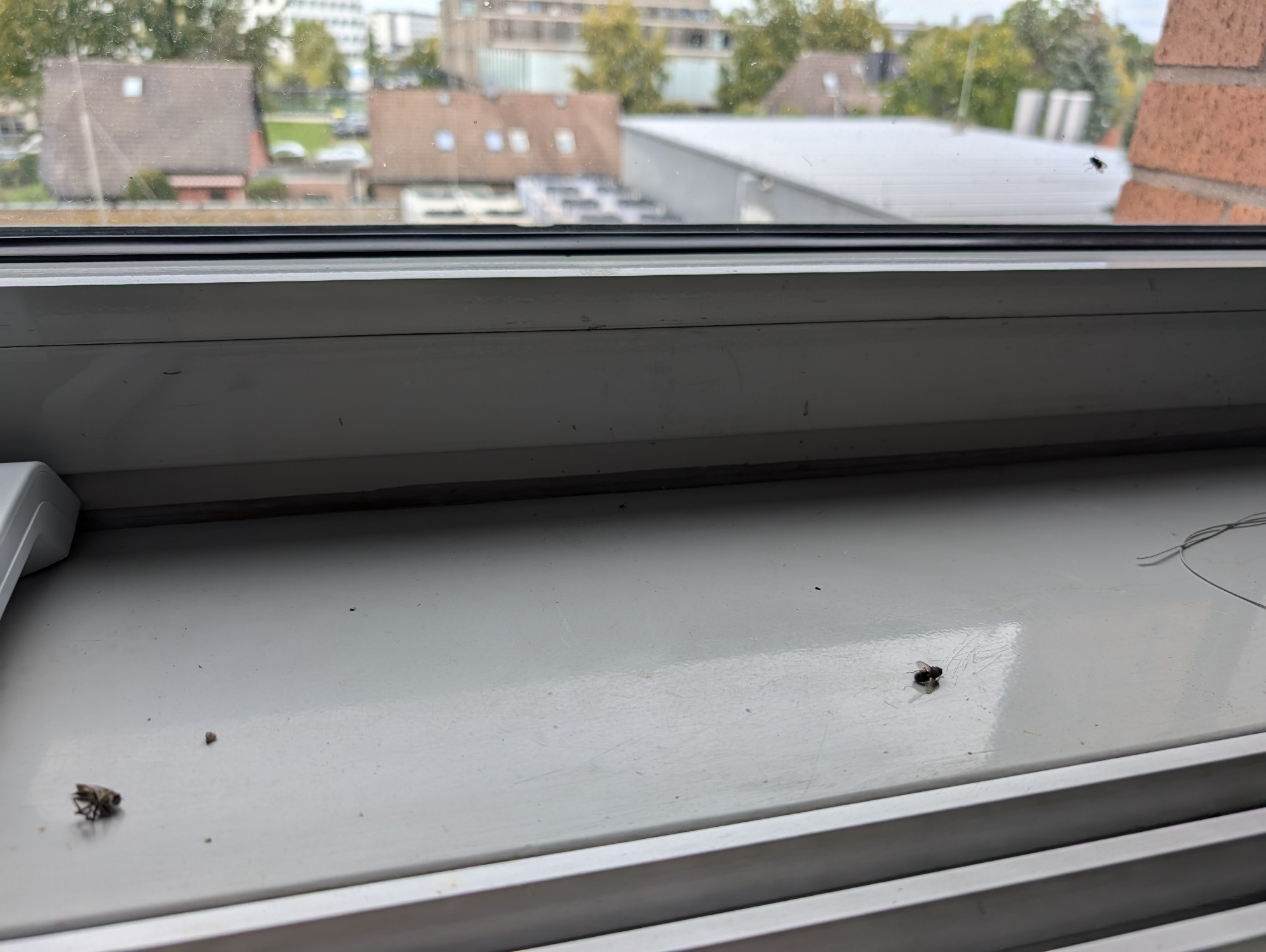 A photo of an internal window ledge with two dead flies, plus one on the window