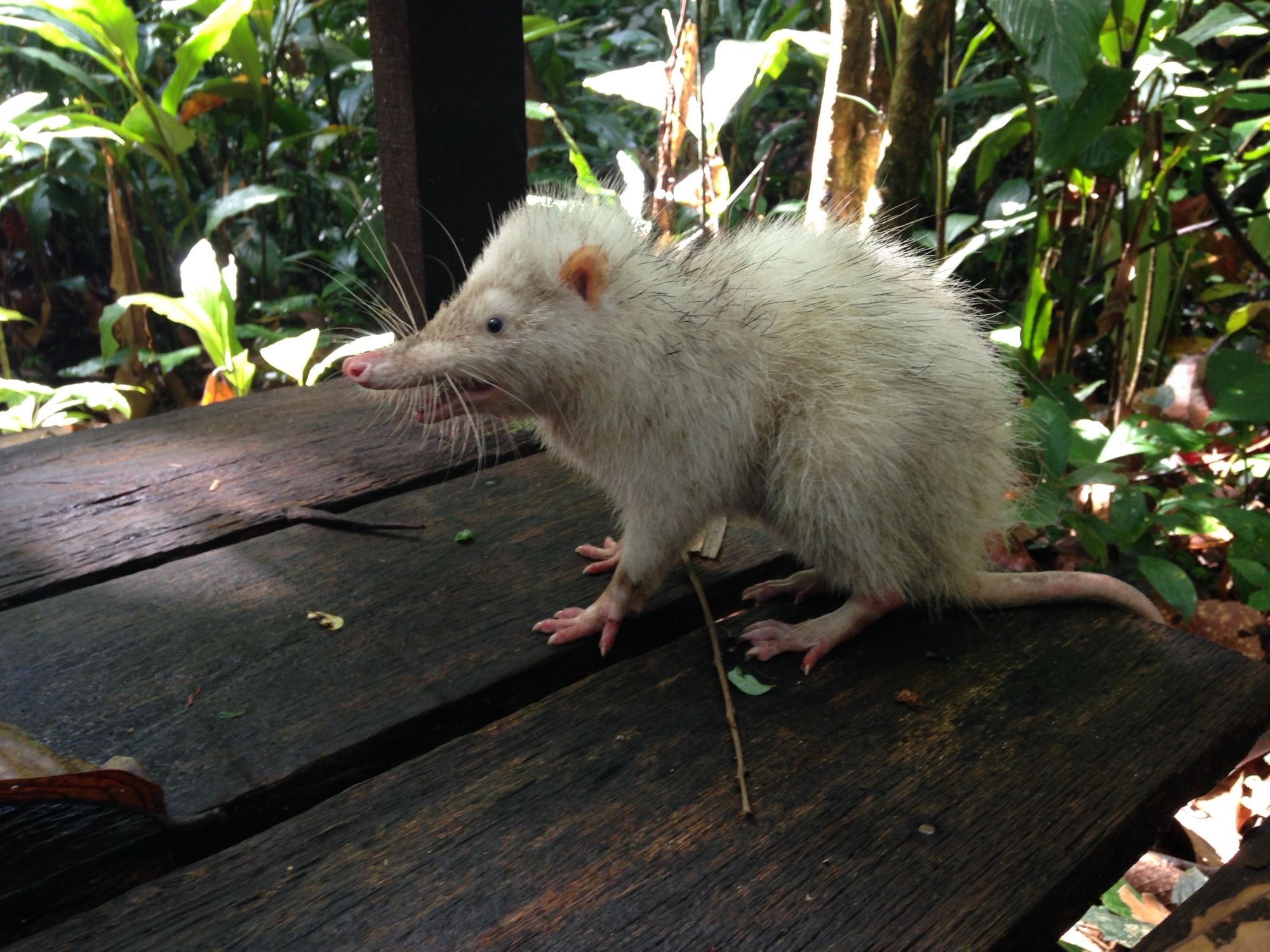 A large white insectivore (moonrat) looking angry on a boardwalk.