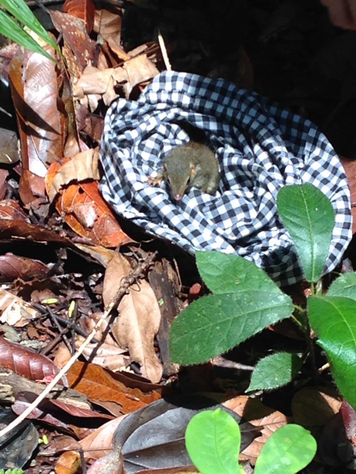 A small treeshrew in a checkered handling bag