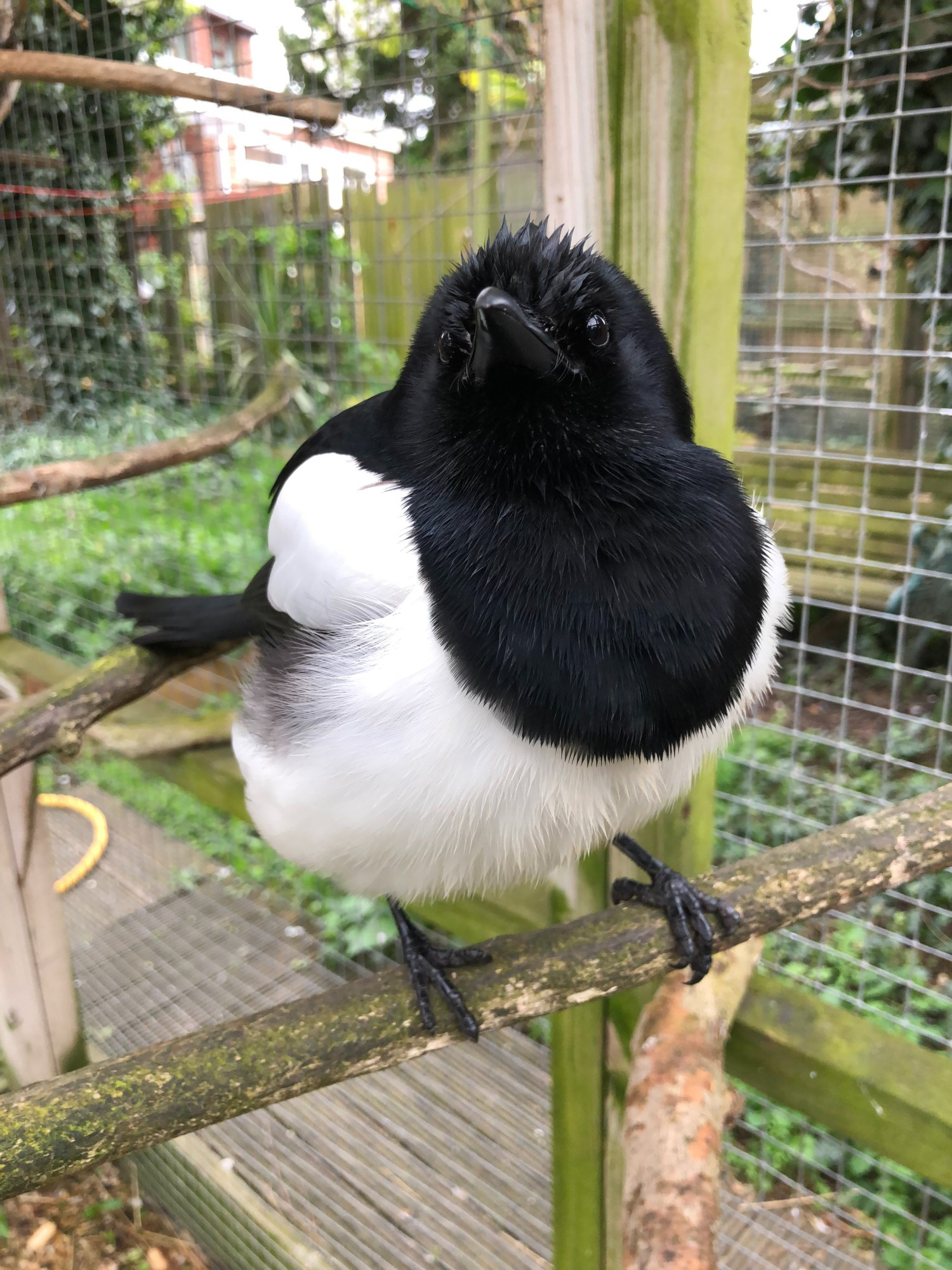 A damp Sophie, with visibly wet head feathers, crouching in a ball on her perch