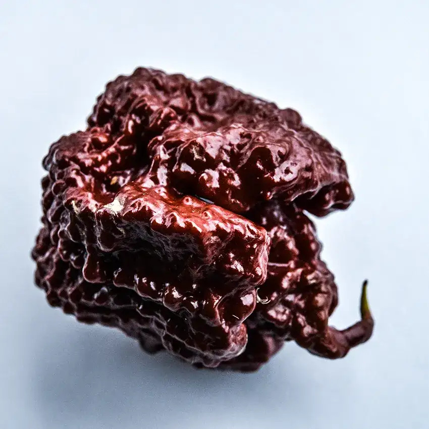 A shiny, wrinkly, reddish brown rounded pepper, with a curled pointy end