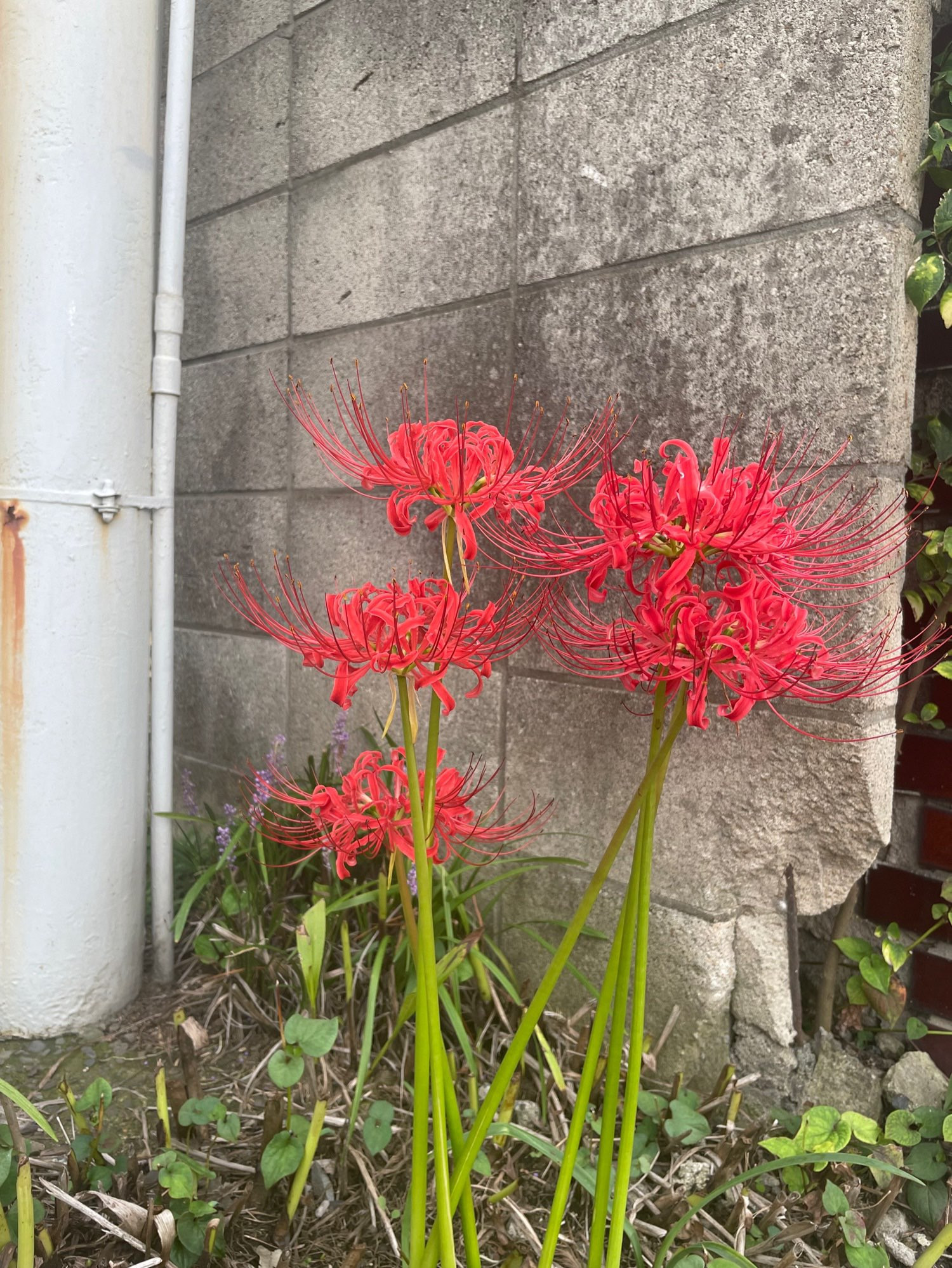 Picture of Spider Lilies Found in an urban Environment