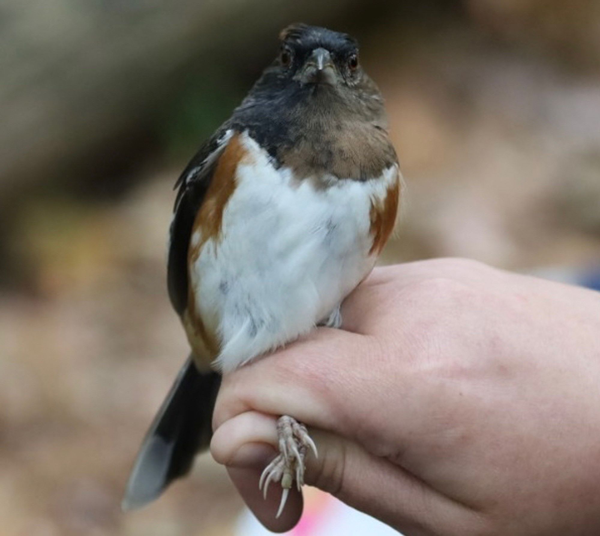 Bird with a white belly and orange sides, and a half black half brown face