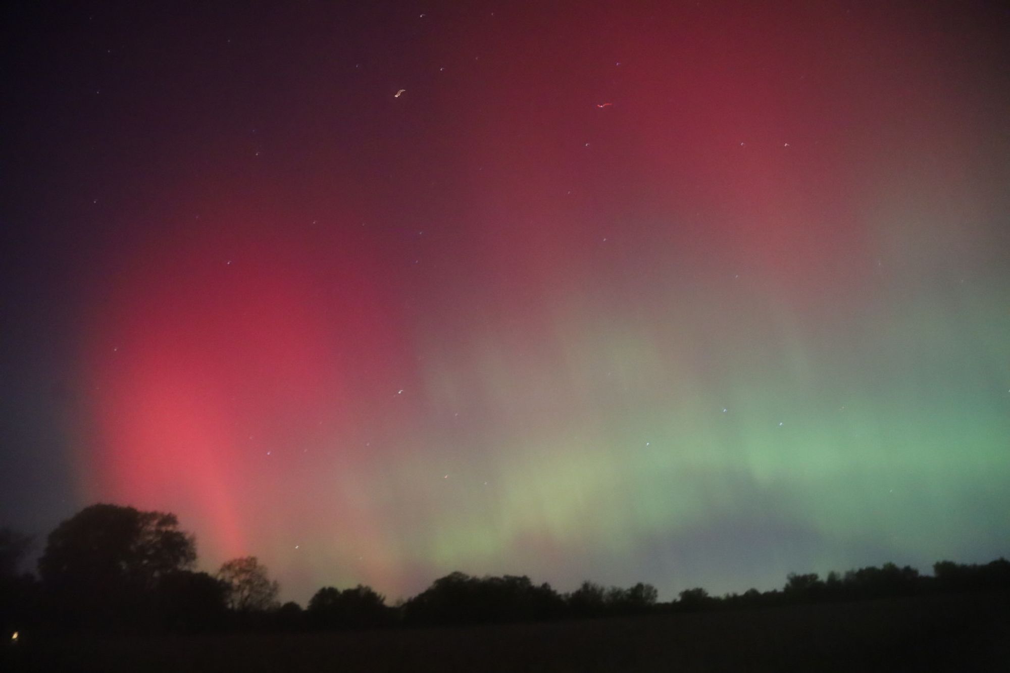 Four photos of a brilliant scarlet aurora with green ribbons below and black trees underneath