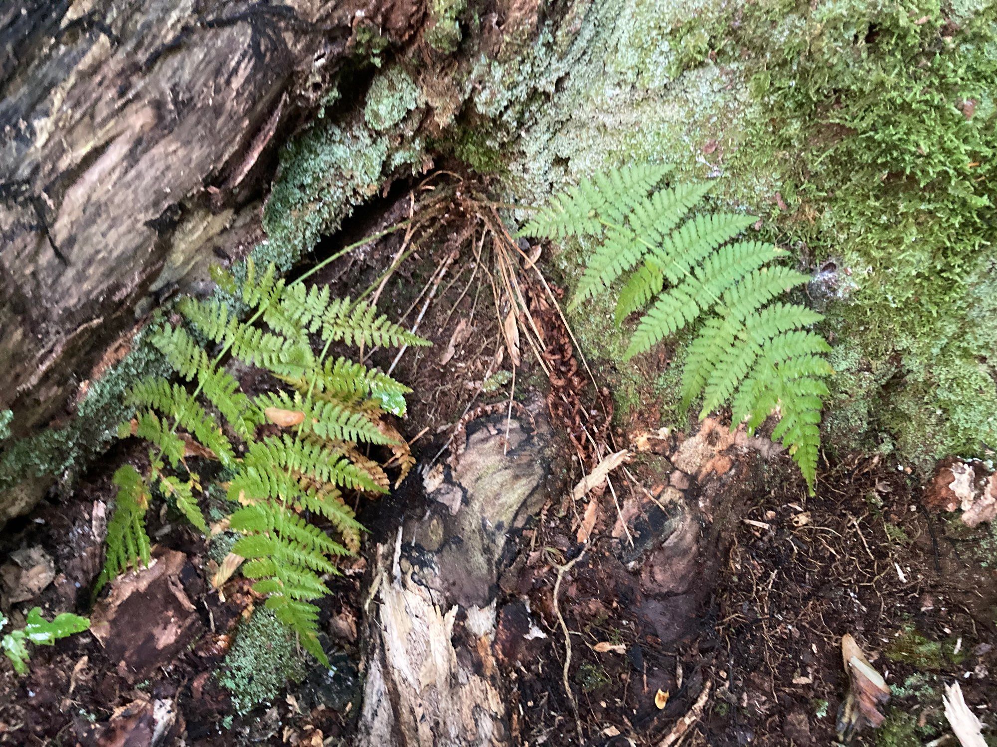 Ferns growing alongside a stump