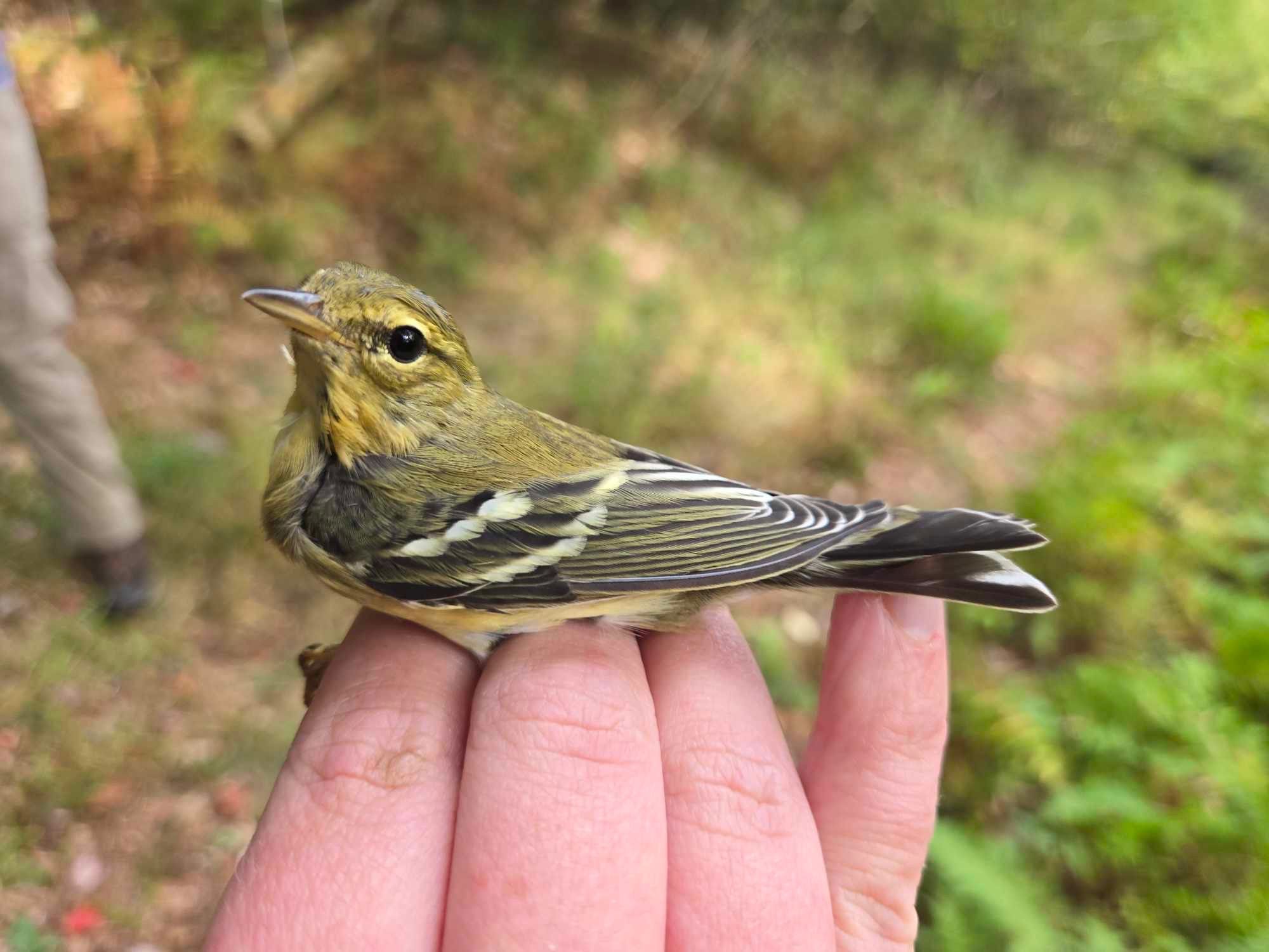 Blackpoll Warbler, a yellow green with gray wings and white wing bars, in a researcher’s hand