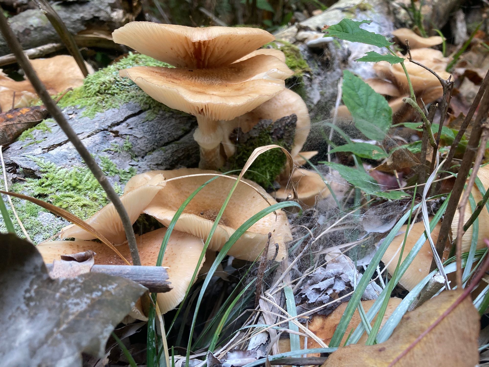 Beige gilled fungi on a log