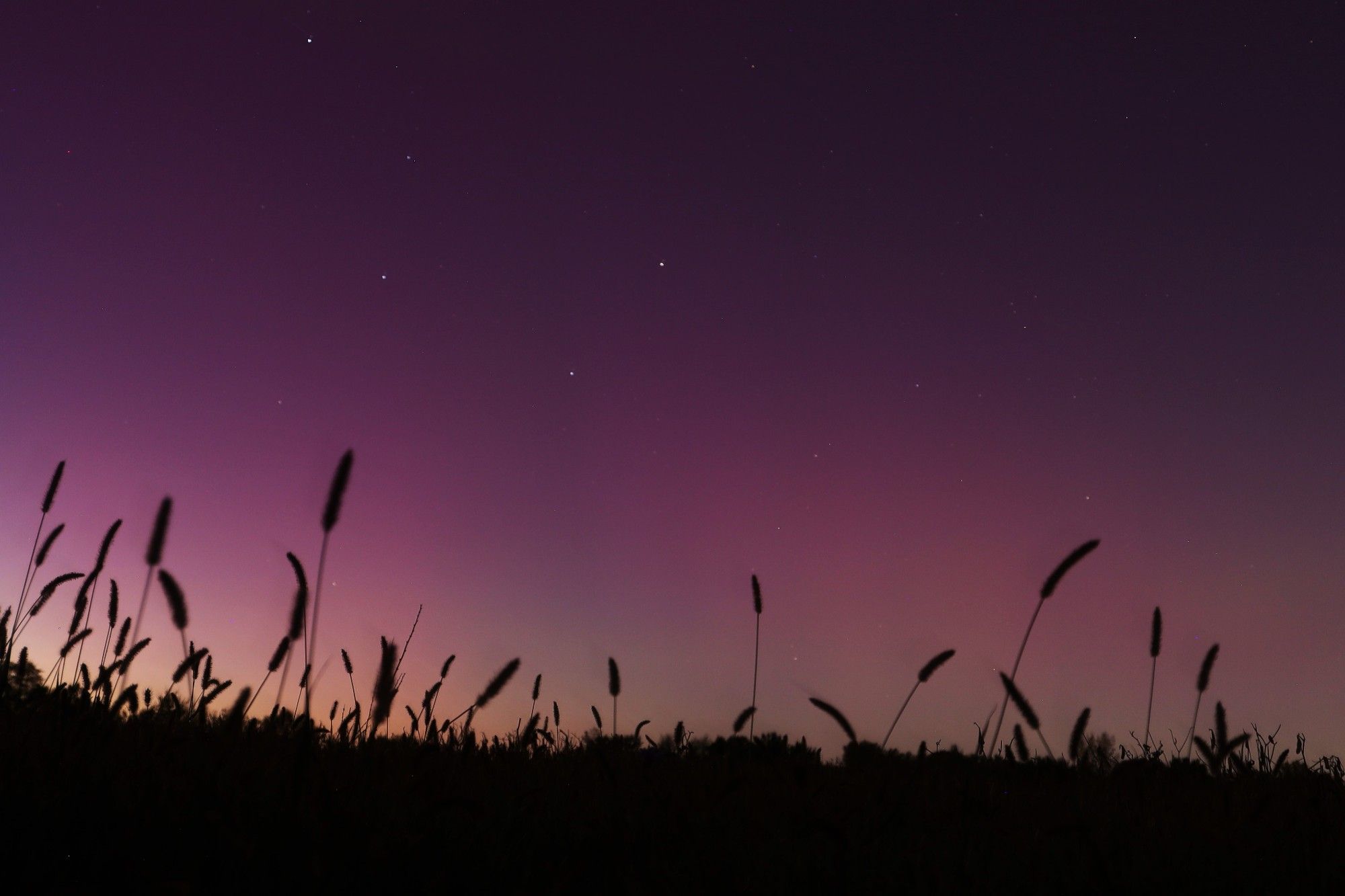 pink and yellow diffuse aurora under the milky way and above some silhouetted grass