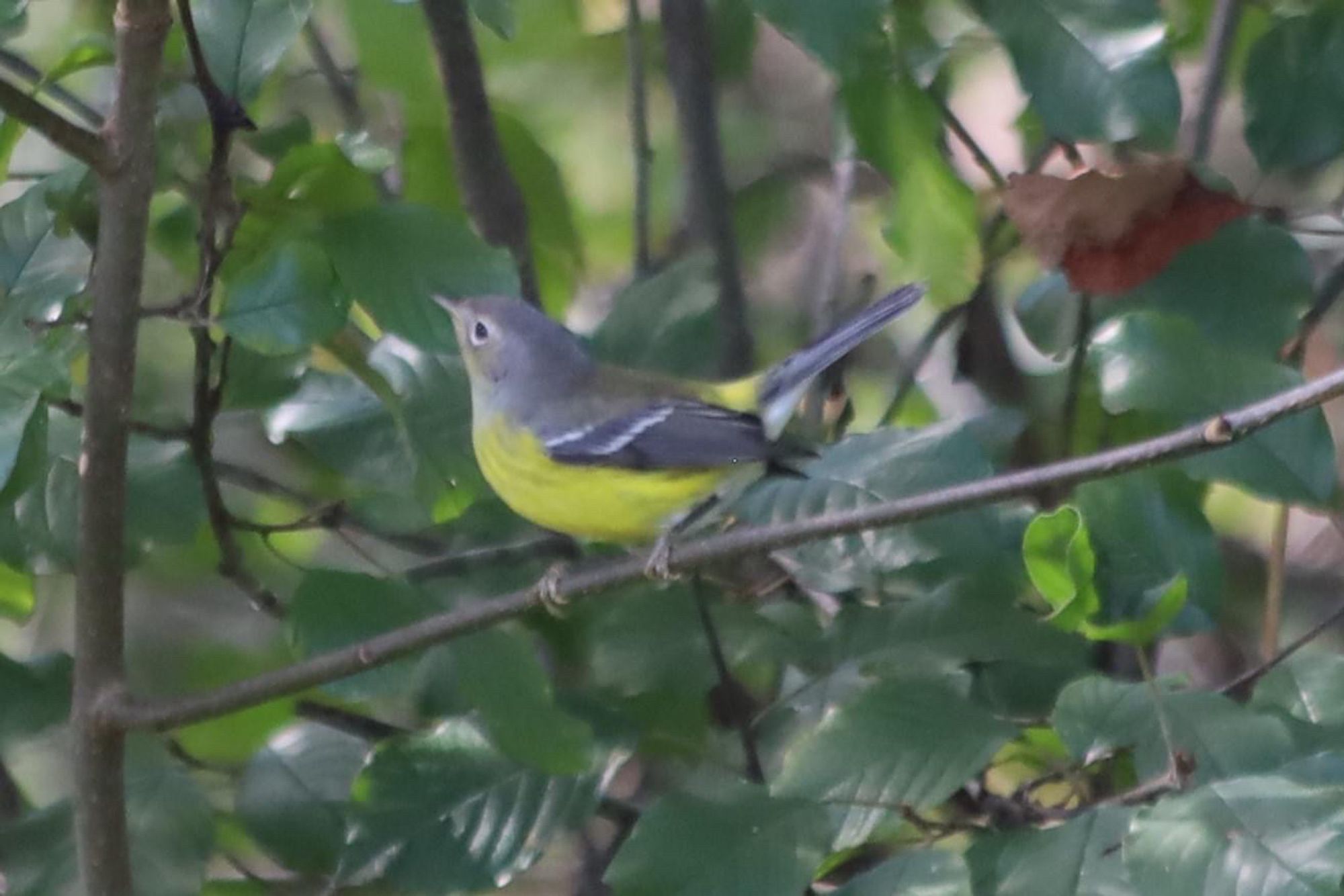 Gray green bird with white wing stripes, yellow breast and belly, and yellow above the butt