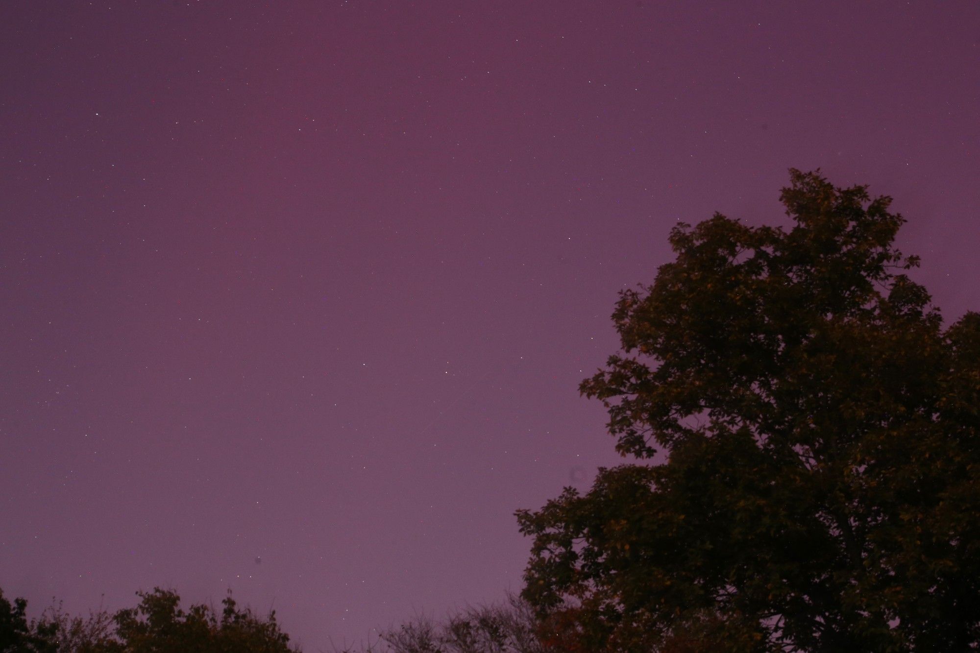 pinkish purple sky with stars shining through, above a fall tree