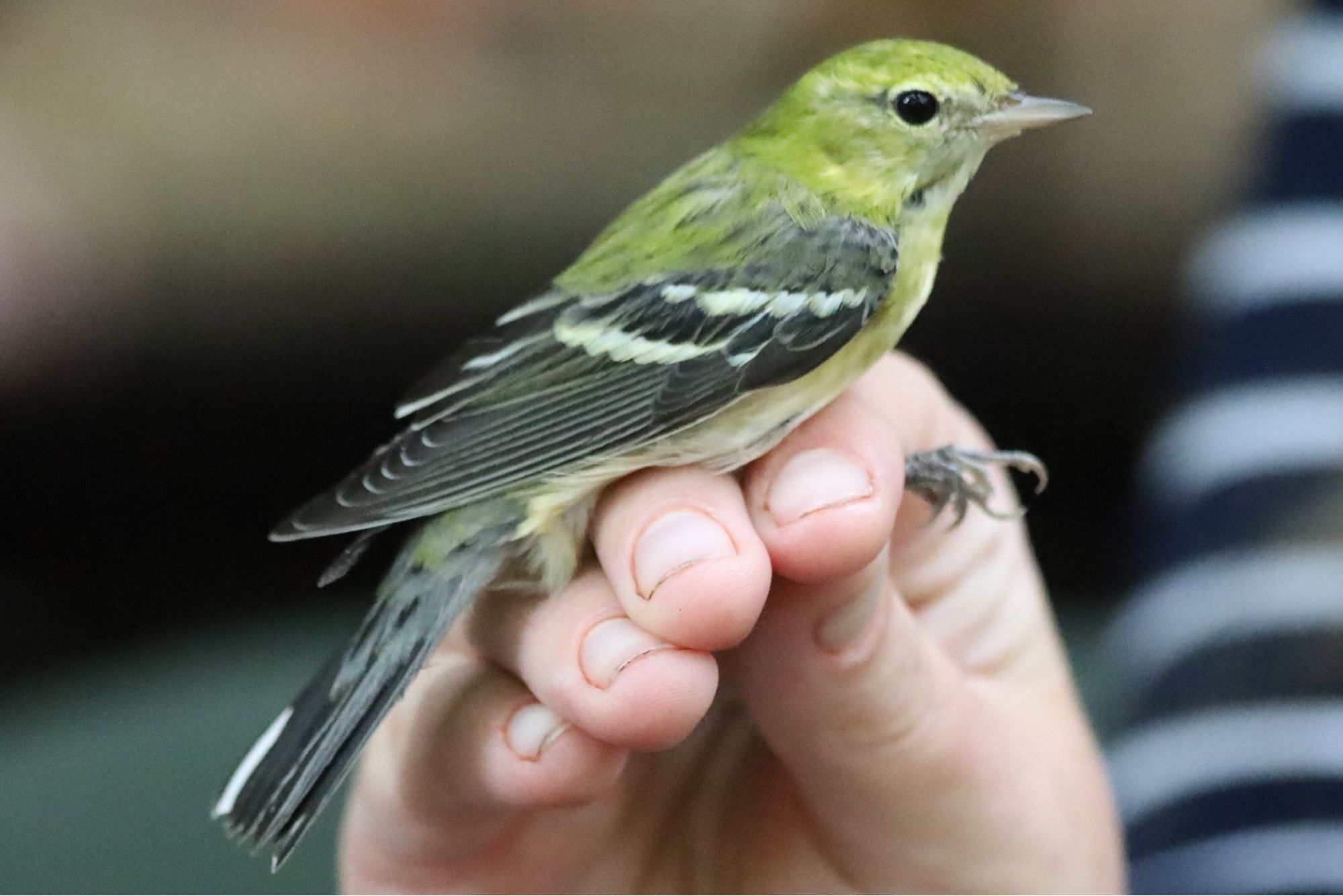 Bay-breasted Warbler held my a researcher. The bird is like green with a black and white tail and wings