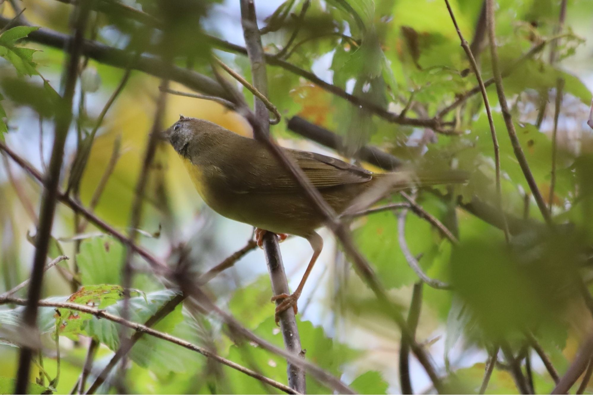 Two photos of an olive colored bird with a yellow throat and a gray and black face mask; in the first photo the head is turned so the entire head looks gray-black