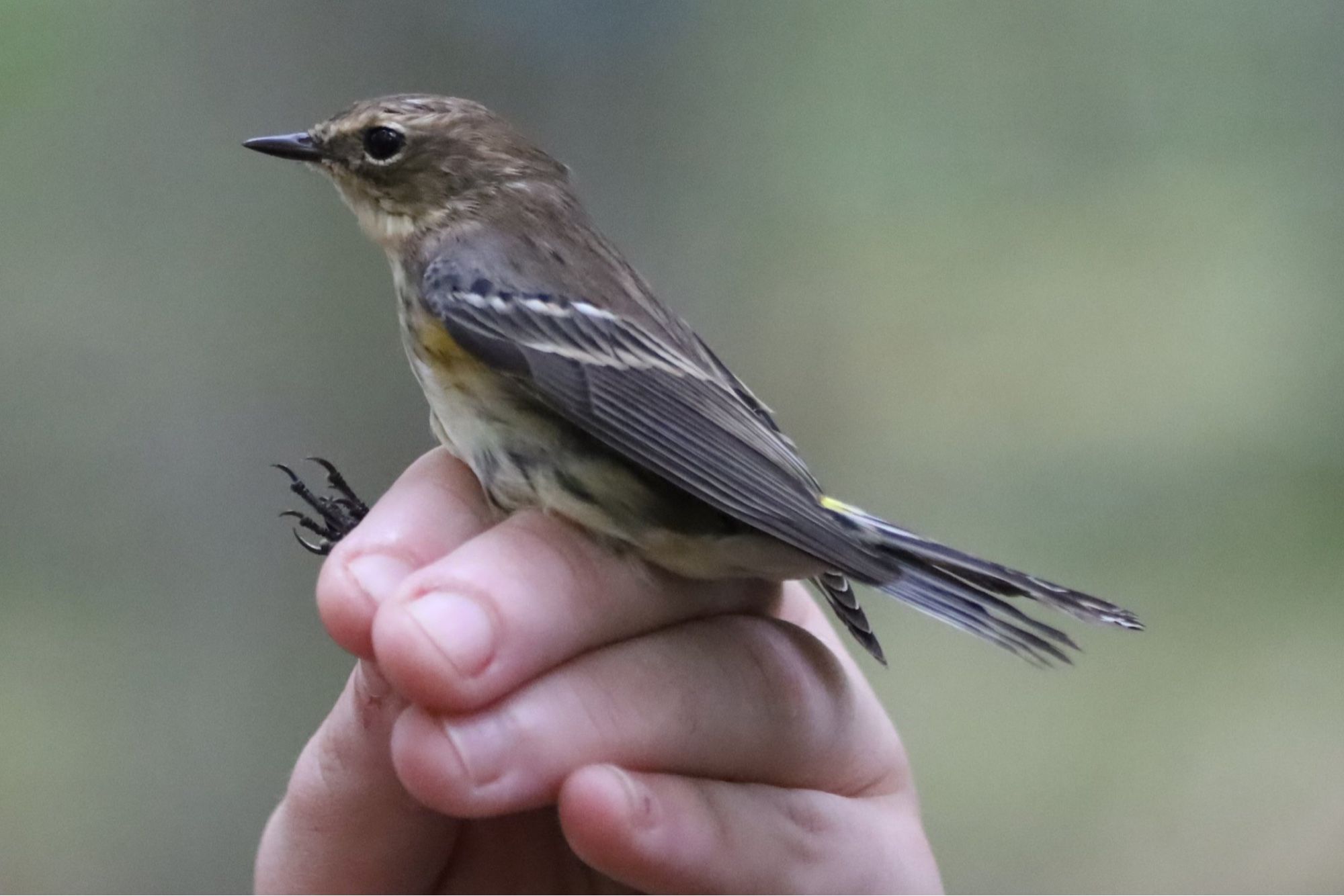 Yellow-rumped Warbler, Myrtle type, held by a researcher. The bird is brown gray with gray wings and tail and yellow armpits