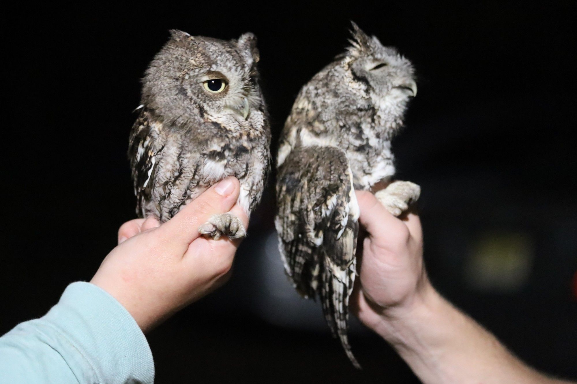 researchers holding two gray-morph Screech Owls, one with its eyes open and fluffed feathers and the other in its camouflaged ears up eyes-closed posture