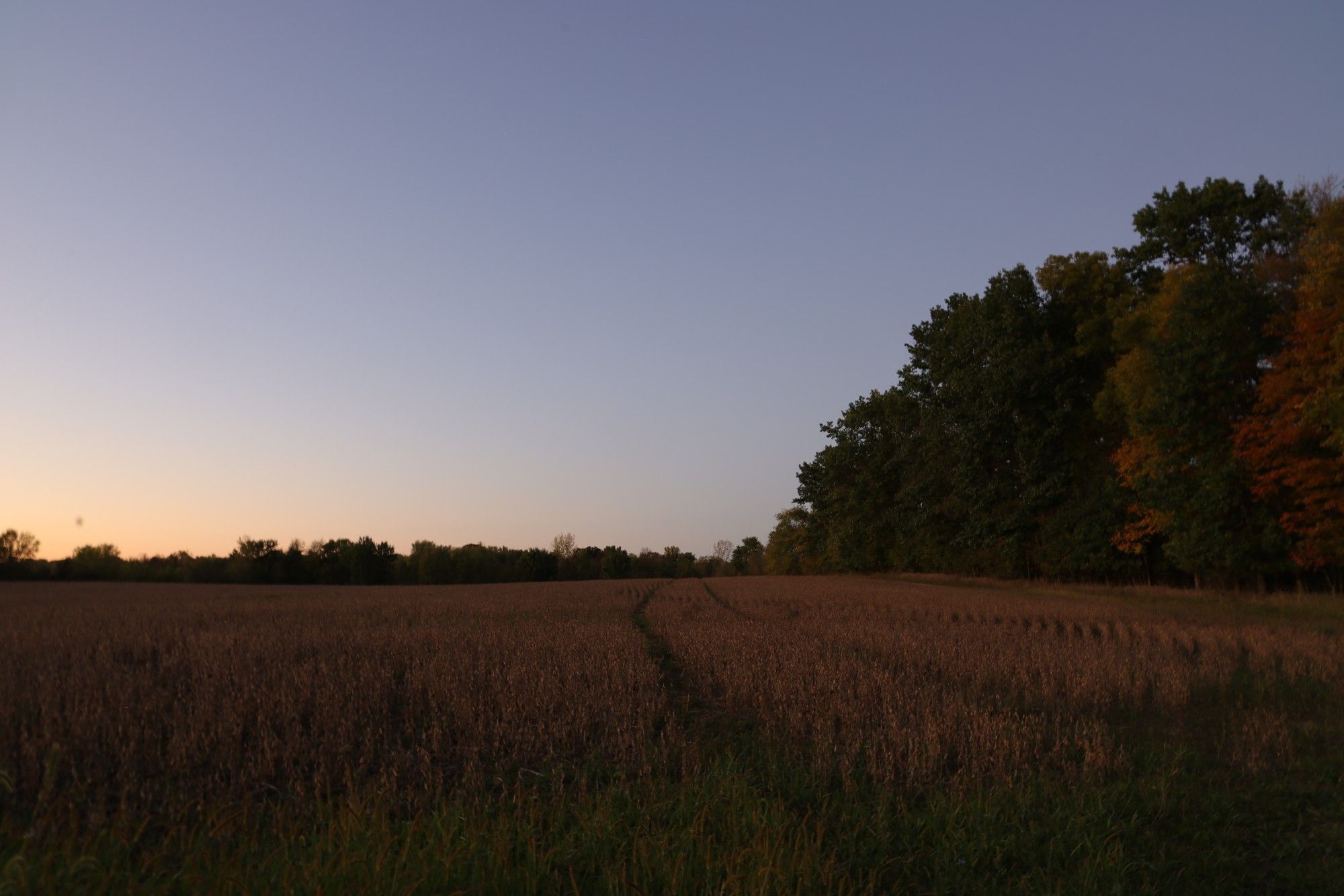 late-day blue sky with orange sunset to the left, over a soybean field with trees on the back end and on the right side