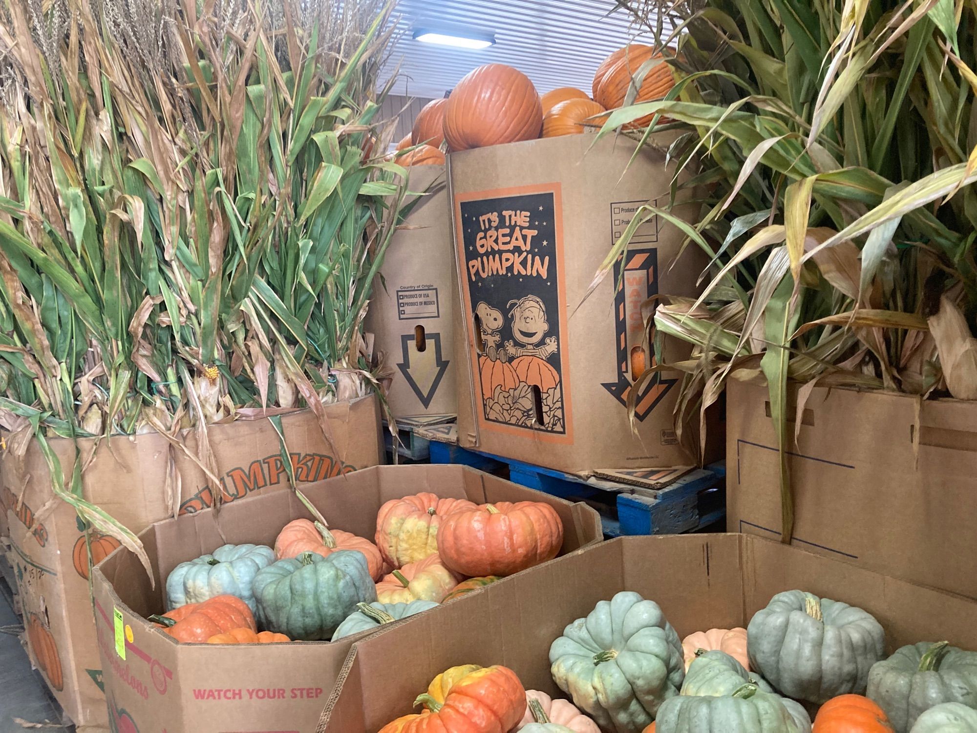 Photos of bins full of pumpkins, gourds, and decorative corn in bulk