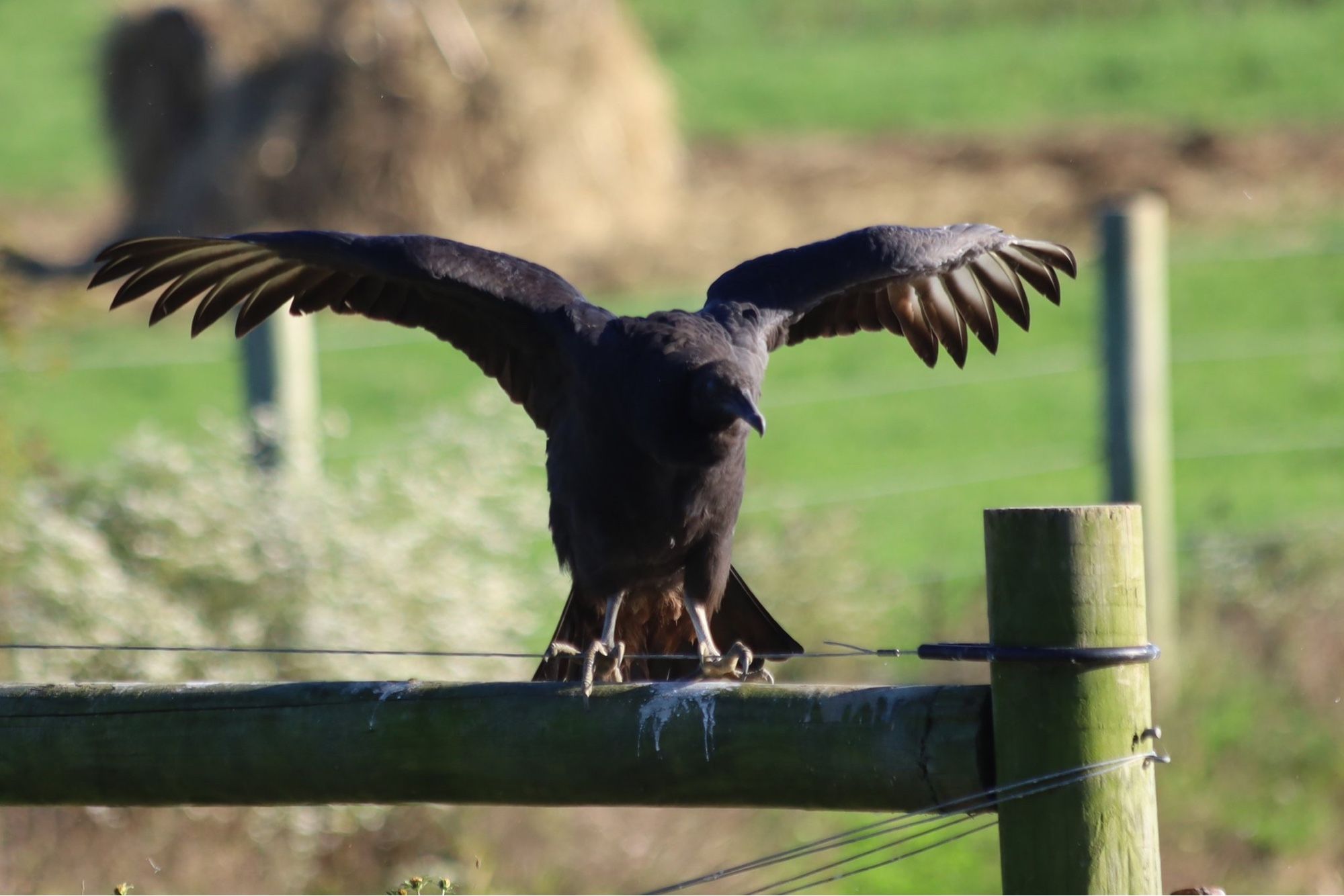 Four images of a stocky black-feathered vulture with a featherless gray head and legs and white wing-tips raising its wings to balance as it turns around on its fence post perch