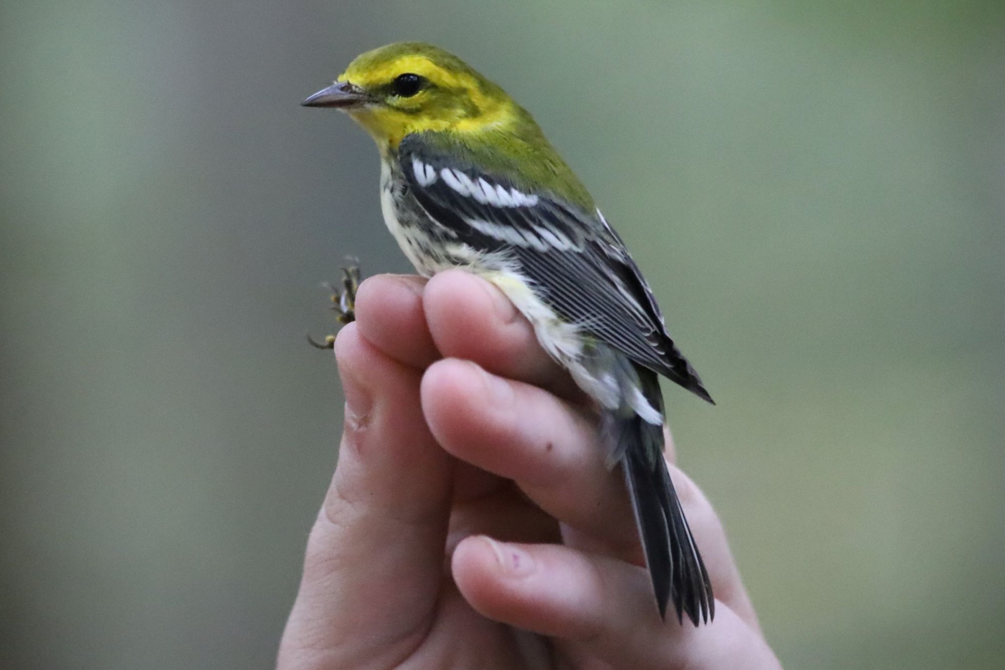 Black-throated Green Warbler held by a researcher. The bird is olive green with yellow stripes on the face, black wings and tail, and white wing bars