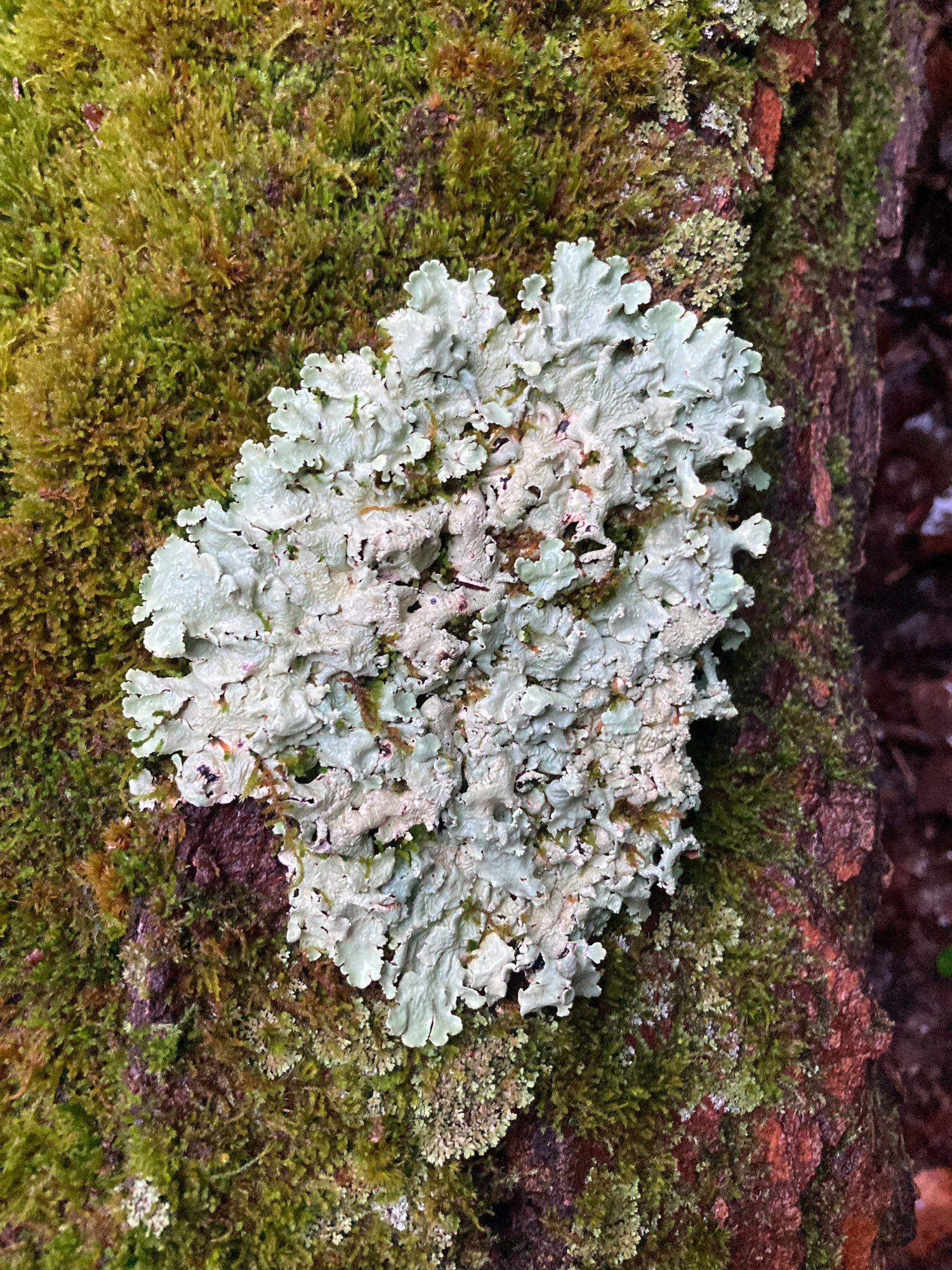 Bluish lichens on a mossy log