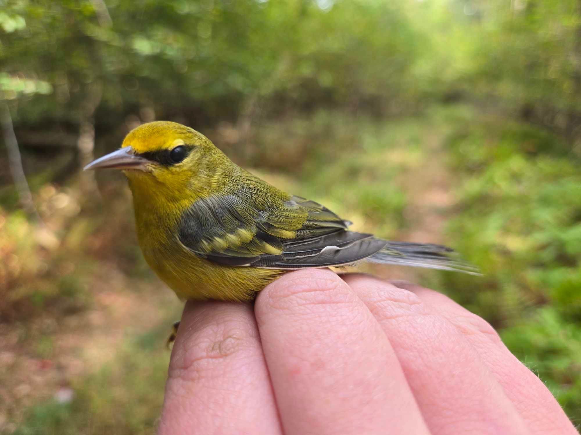 Yellow bird with a black mask and gray wings, a Blue-winged Warbler, in a researcher’s hand